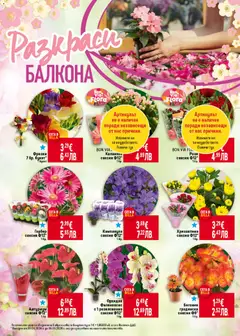 Преглед на Хризантема саксия Ф12*, 1бр. - Офертите са валидни от 30.04.2026 | Страница: 8