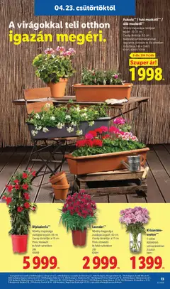 Fukszia***/futó muskátli*** / álló muskátli***, Növény magassága cseréppel együtt: 20-25 cm, Cserép átmérője: 9,5 cm, Különböző színkombinációban vagy piros, rózsaszín és lila színekben, 6 db/tálca; 1 db = 334 Ft - amely érvényes a következő dátumtól: 23.04.2026 | Oldal: 13