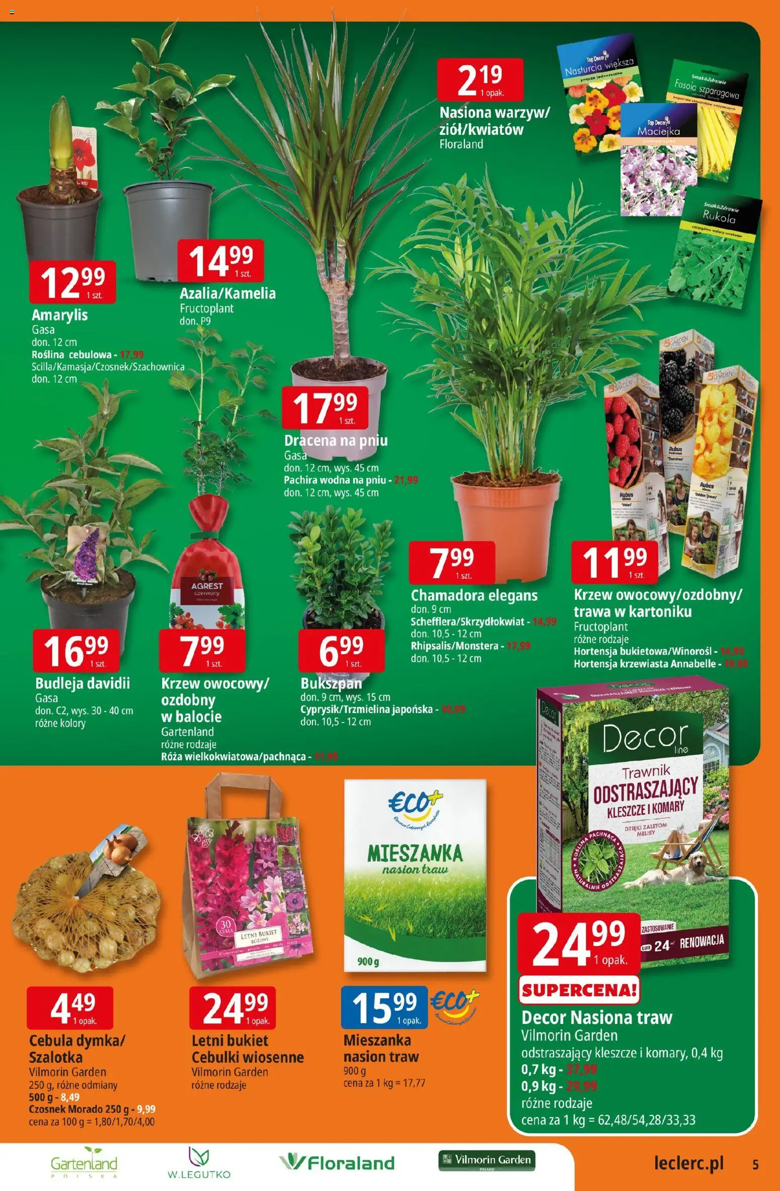 E.Leclerc gazetka - Kłodzko od 10.03.2026 | Strona: 5 | Produkty: Czosnek, Amarylis, Rukola, Szalotka
