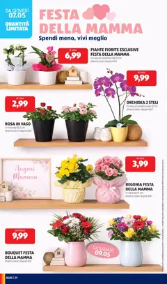 Anteprima del volantino ROSA IN VASO, in vaso da 10,5 cm diversi colori disponibili valido a partire dal 04.05.2026 | Pagina: 21 | Prodotti: Orchidea, Vaso