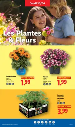 LIDL - Prévisualisation de LIDL catalogue valide à partir de 30.04.2026 | Page: 25 | Produits: Plantes, Tomates