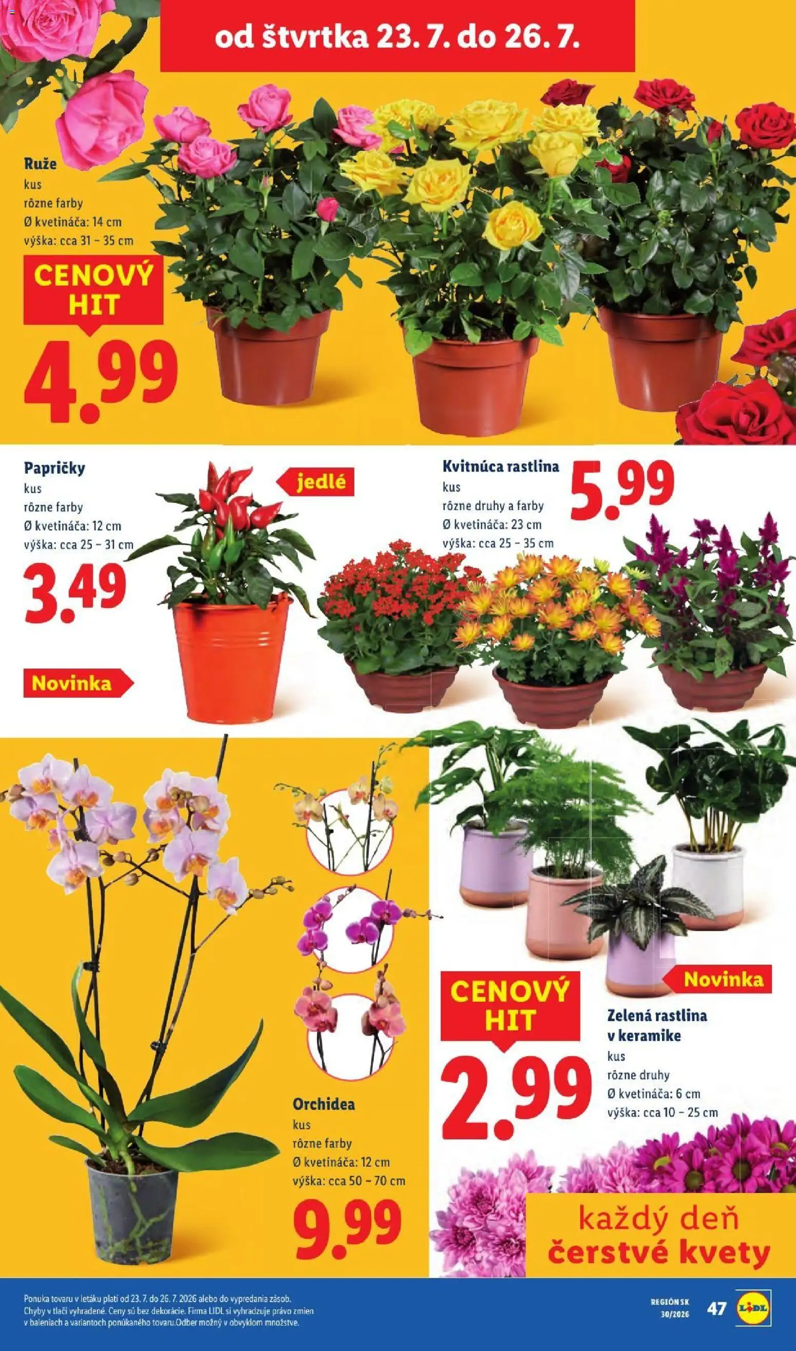 Nové Lidl akcie – leták je platný od 20.07.2026 | Strana: 91 | Produkty: Kvety, Ruže, Orchidea