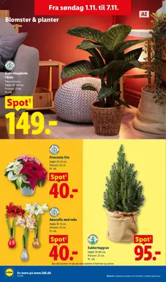 Grøn stueplante i kurv, Grøn stueplante i kurv. Flere varianter. Højde 70-100 cm. Pottestr. 21 cm. Pr. stk. gyldig fra 01/11/2026 | Side: 36 | Produkter: Kurv, Søm