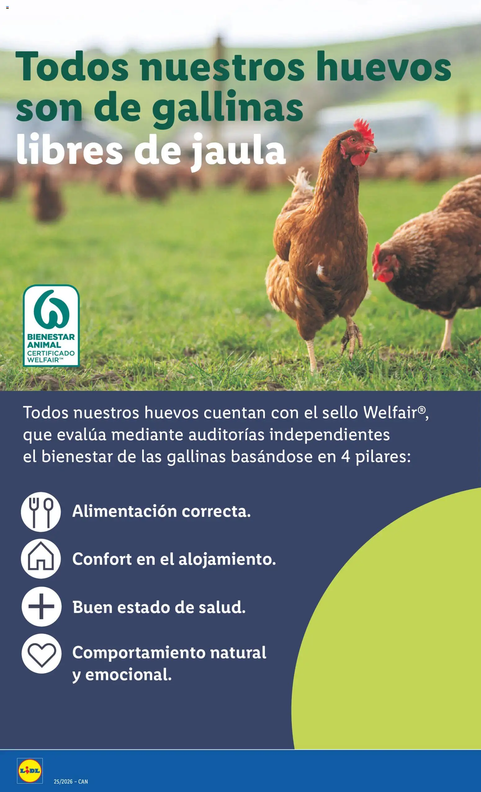 Lidl folleto Canarias │ válido desde el 15.06.2026 | Página: 18 | Productos: Huevos