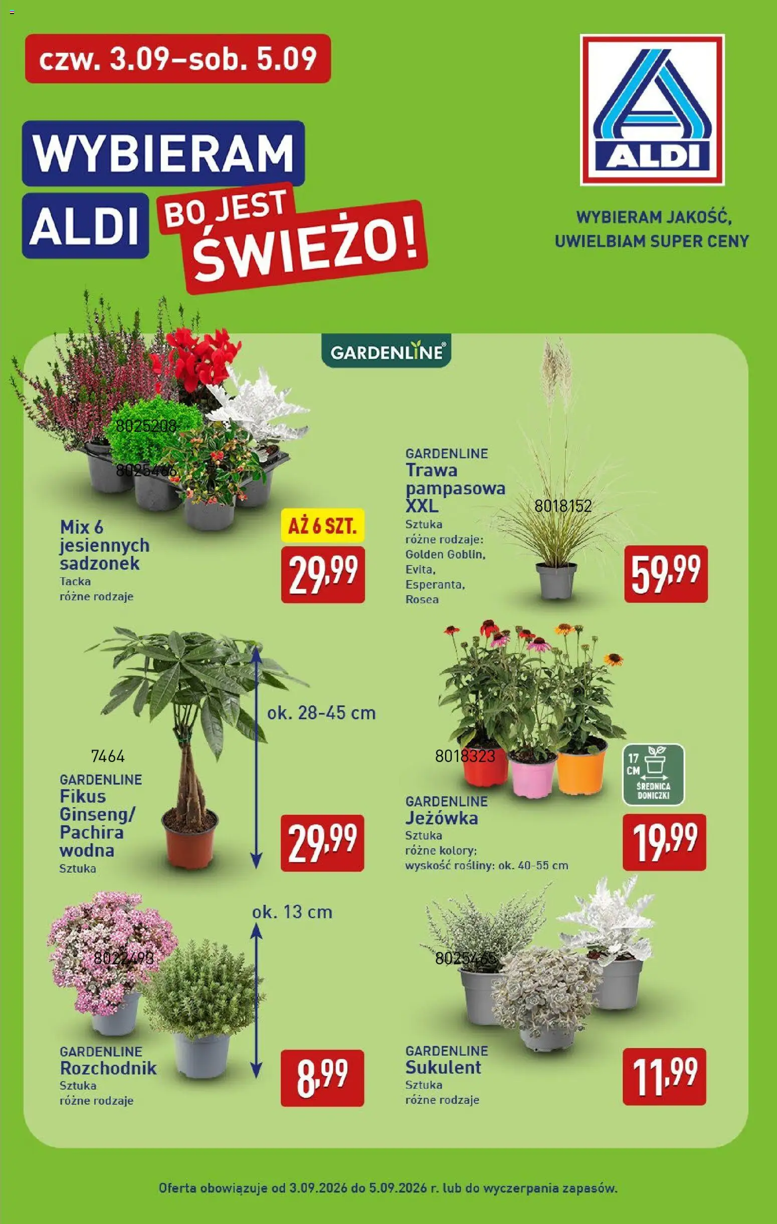 Aldi Polsko leták od 31.08.2026 | Strana: 39