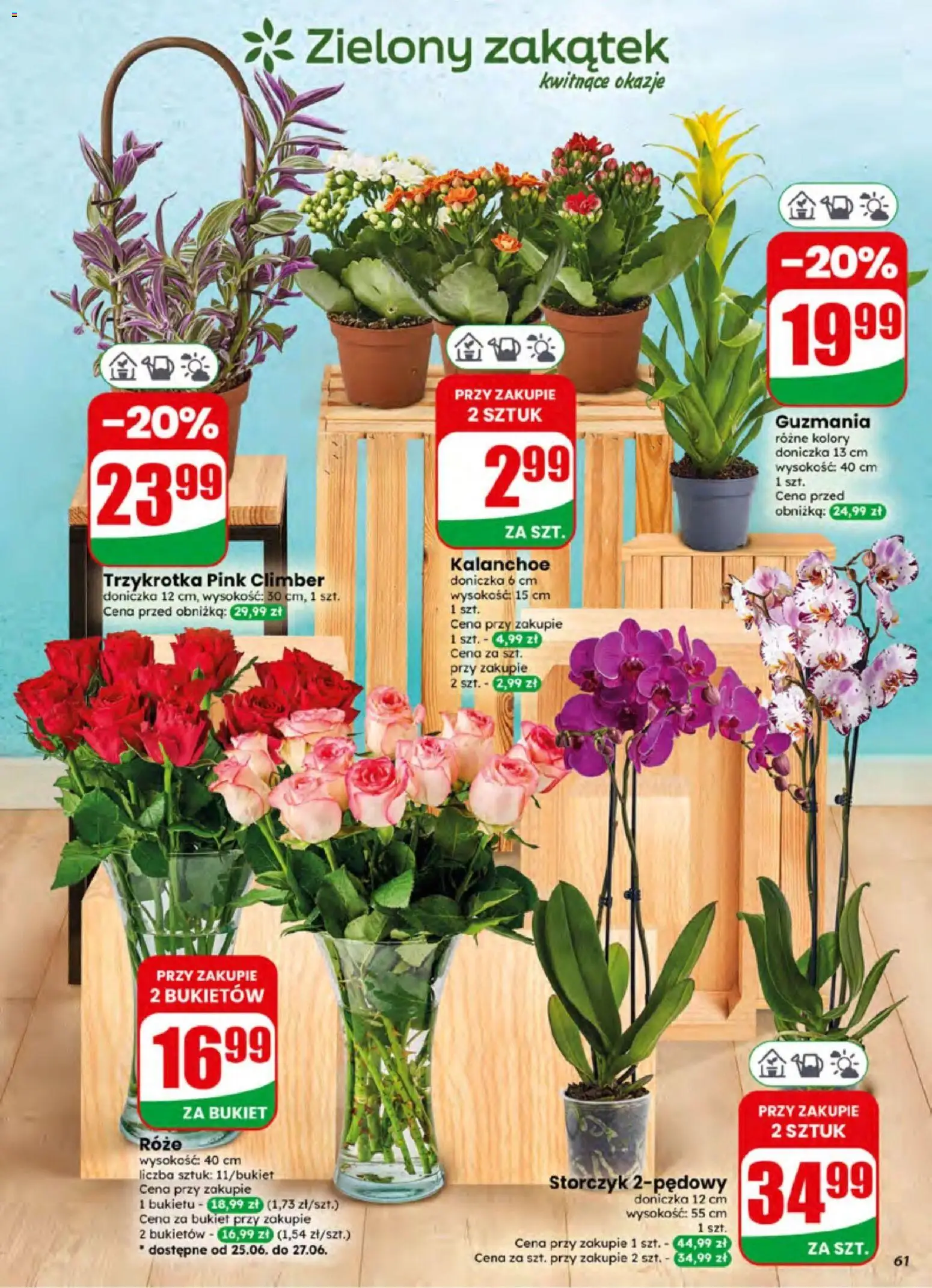 Dino gazetka od 24.06.2026 | Strona: 61 | Produkty: Doniczka, Kalanchoe, Storczyk