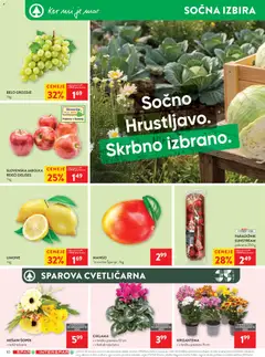 Spar katalog akcije – veljaven od 23.09.2026 | Stran: 14 | Izdelki: Grozdje, Šopek, Paradiznik, Mango