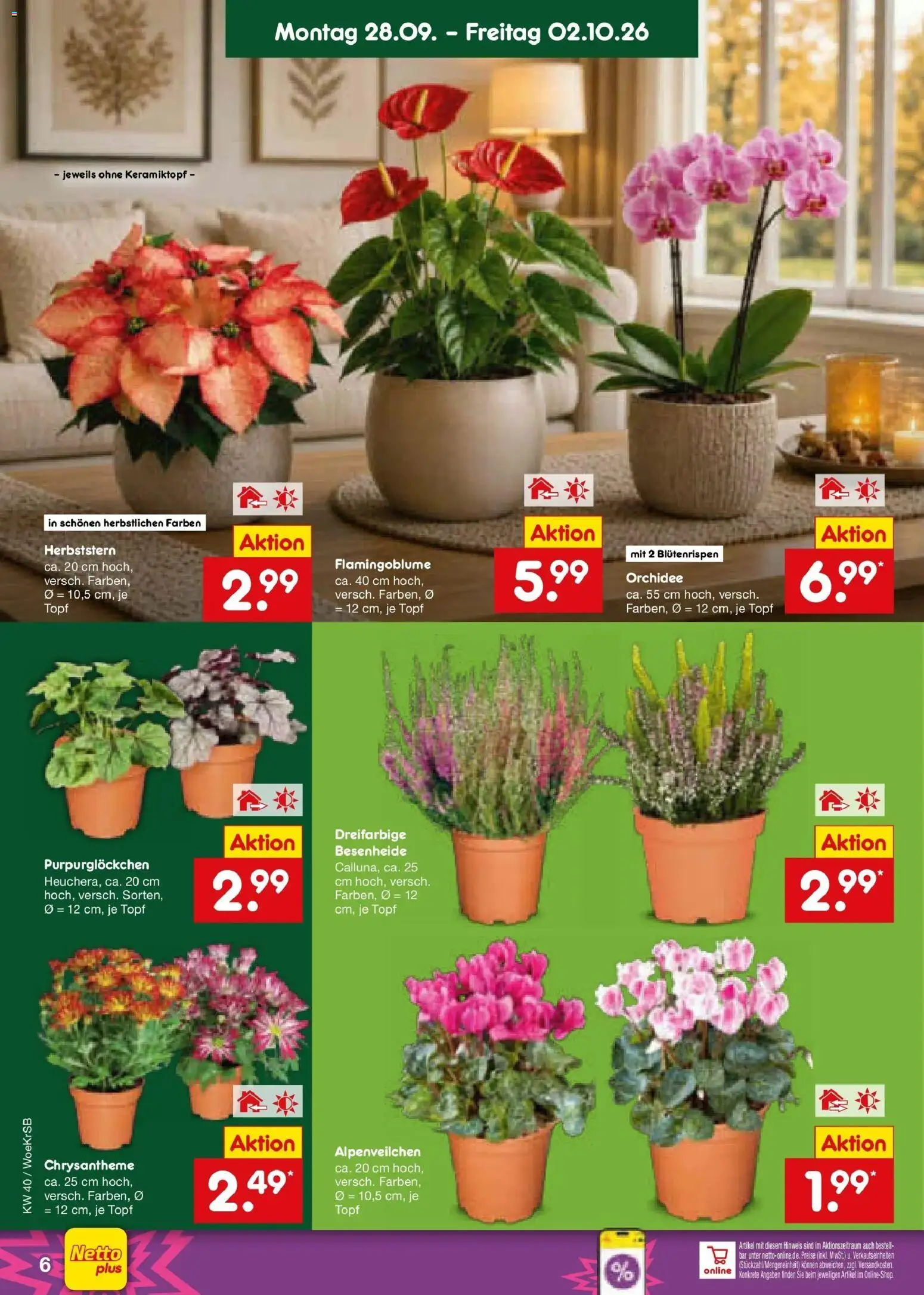 Netto Marken-Discount Prospekt Gemmingen – gültig ab 28.09.2026 | Seite: 6 | Produkte: Orchidee