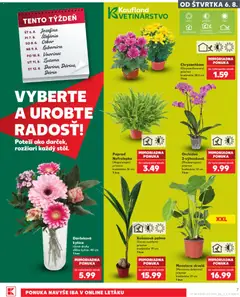 Kaufland leták platný od 06.08.2026 | Strana: 7 | Produkty: Orchidea