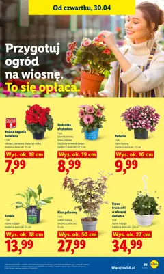 Pogląd oferty "Stokrotka afrykańska, 1 szt. jasnofioletowa, biała, różowa lub żółto-pomarańczowa średnica doniczki: 10,5 cm" - ważna od 29.04.2026 | Strona: 97