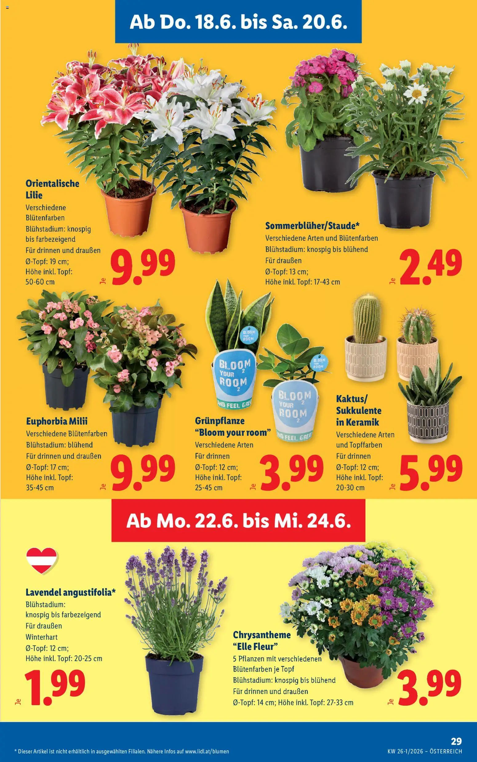 Lidl Flugblatt gültig ab 18.06.2026 | Seite: 37