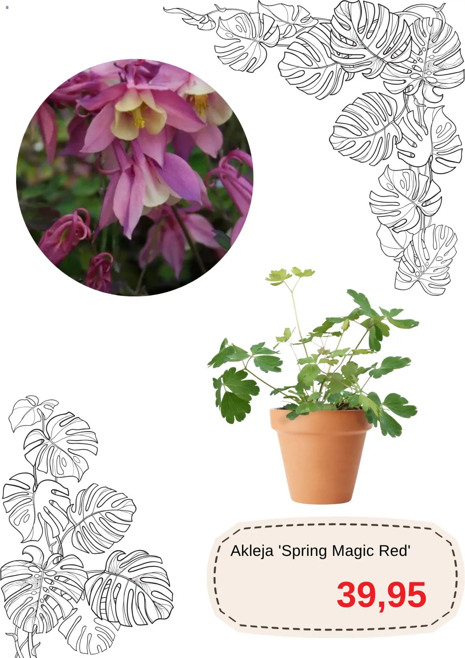 Blomsterlandet reklamblad aktuell från 22/09/2026 | Sida: 5