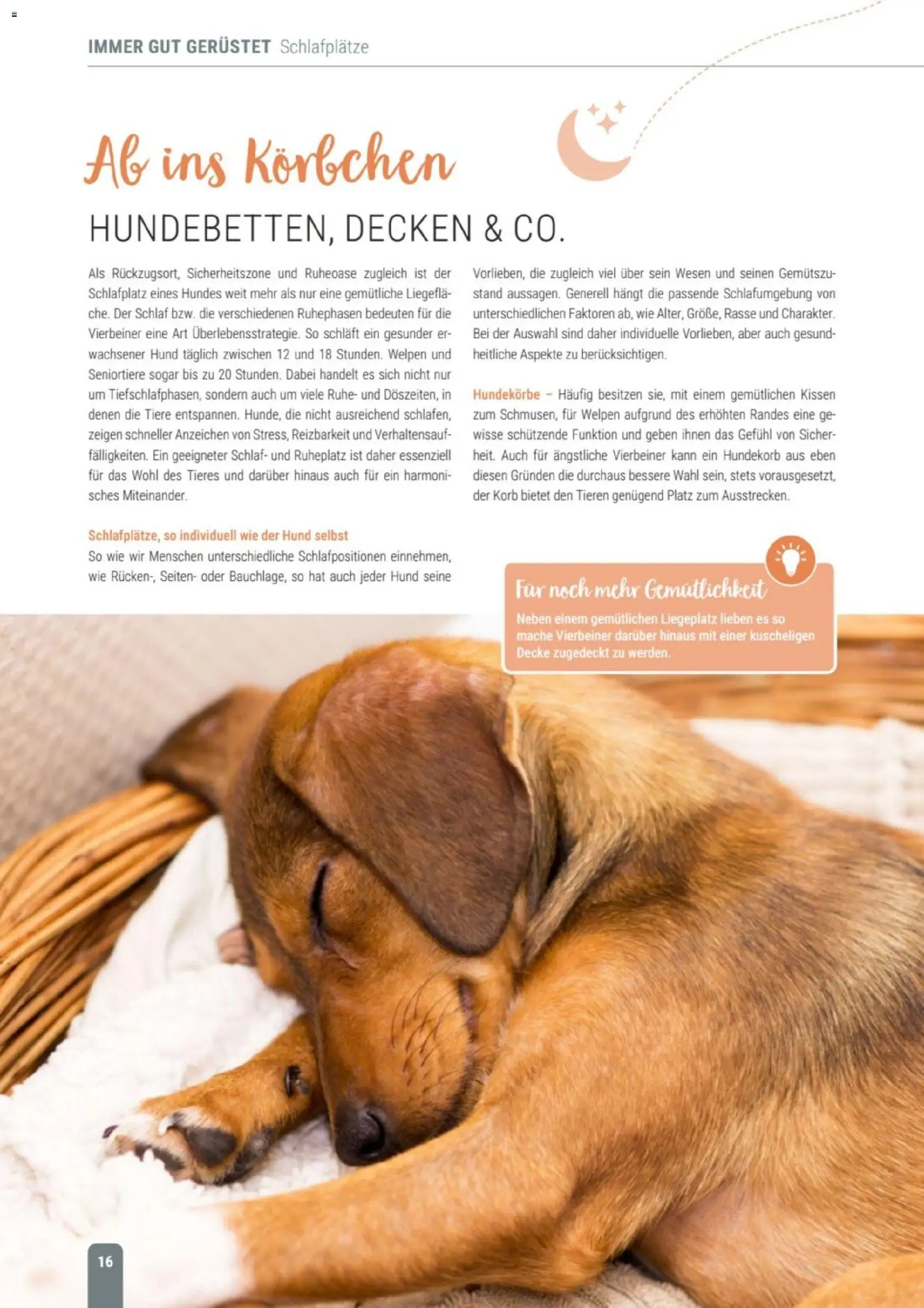 zookauf Themenkatalog Hund – gültig ab 18.05.2026 | Seite: 16 | Produkte: Kissen, Decke, Korb