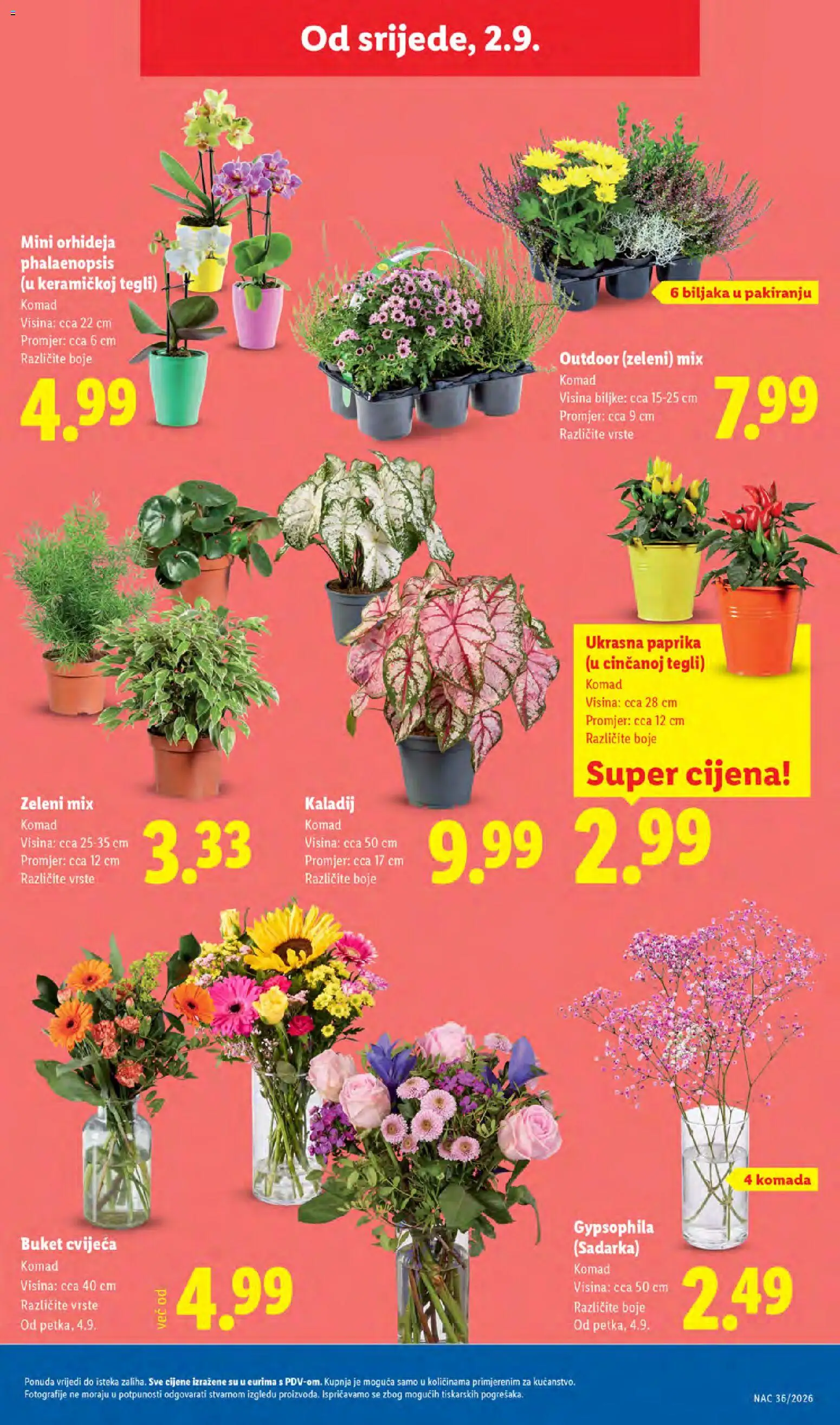 Lidl katalog | vrijedi od 31.08.2026 | Stranica: 47 | Proizvodi: Orhideja, Paprika, Buket
