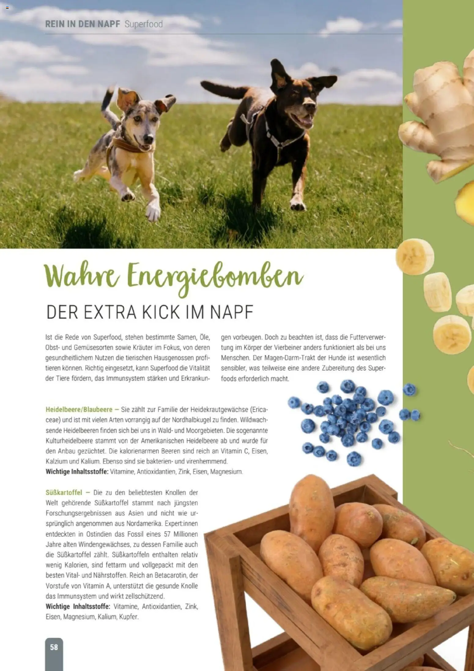 zookauf Themenkatalog Hund – gültig ab 18.05.2026 | Seite: 58 | Produkte: Heidelbeeren, Obst