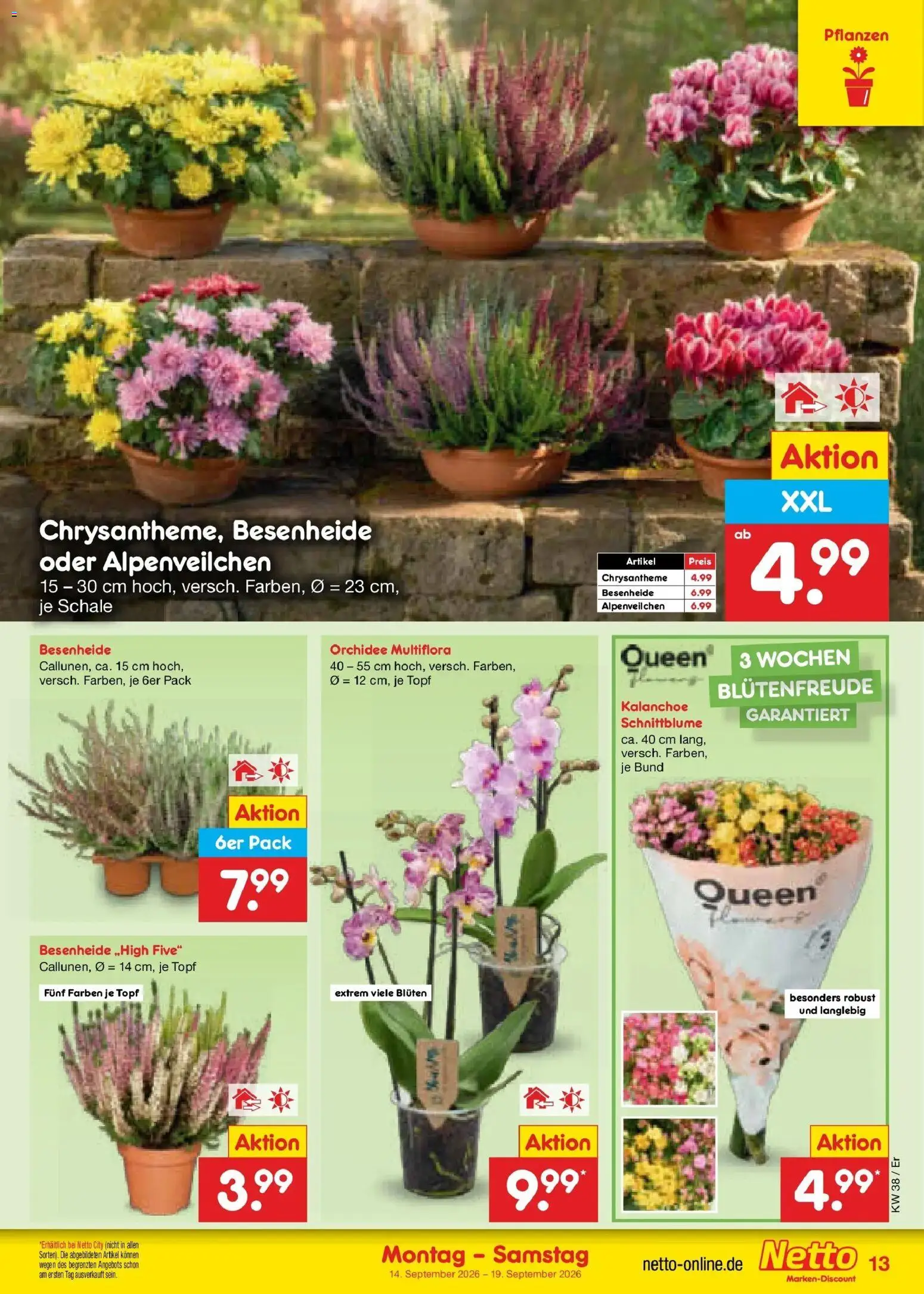 Netto Marken-Discount Prospekt Naumburg – gültig ab 14.09.2026 | Seite: 19 | Produkte: Orchidee