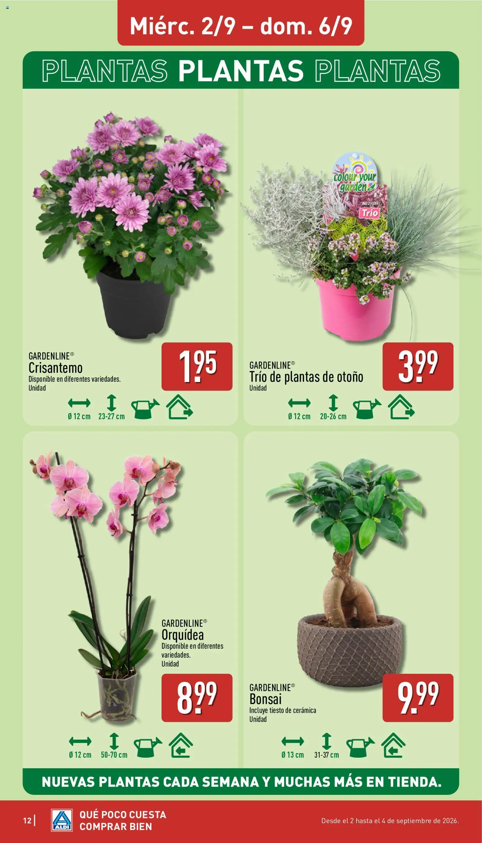 Aldi folleto Baleares │ válido desde el 31/08/2026 | Página: 12 | Productos: Orquídea