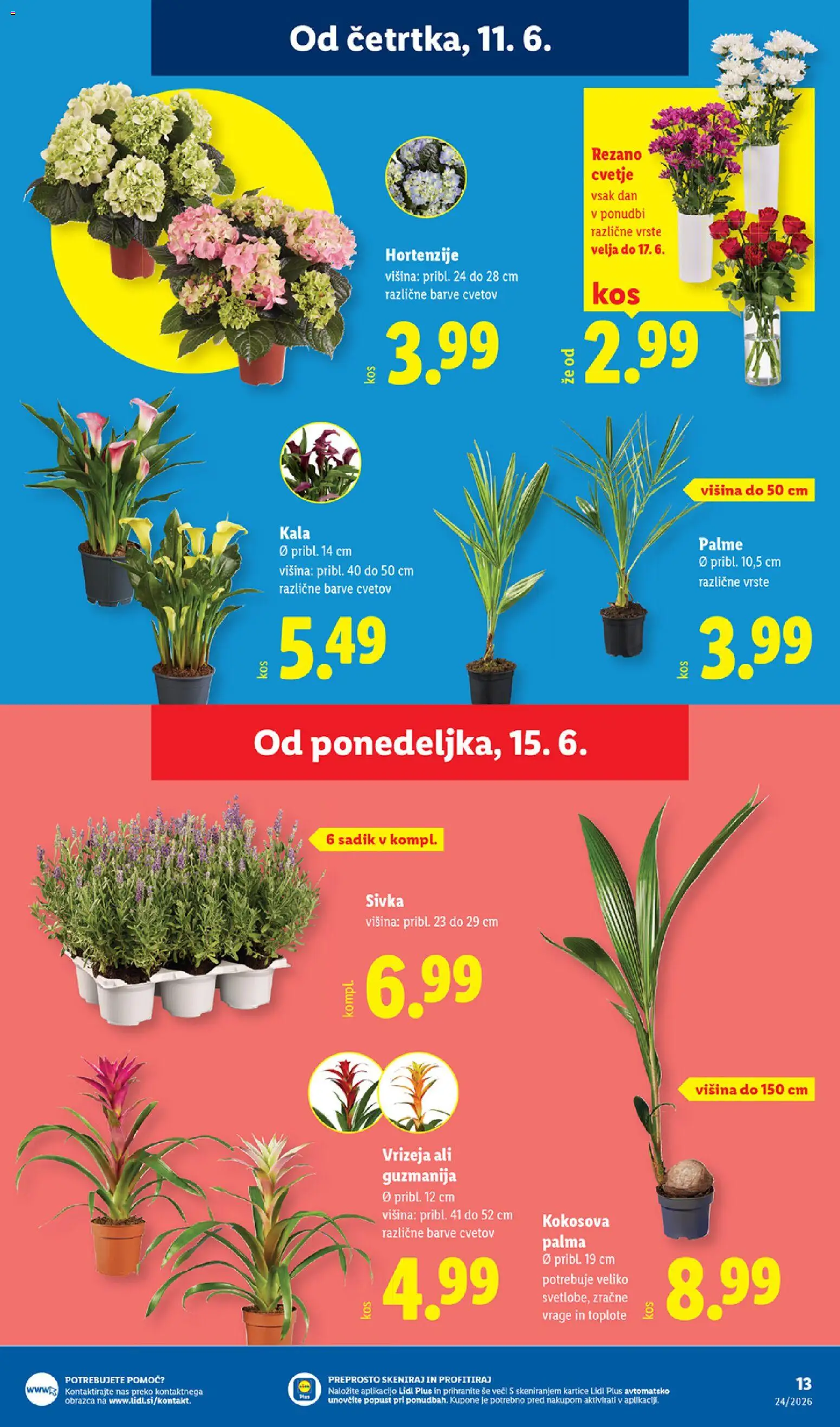 Novi Lidl katalog ponudbe – veljaven od 11.06.2026 | Stran: 31 | Izdelki: Cvetje