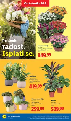 Ukrasne sobne biljke, Više vrsta Više boja saksija Visina biljke cca 8-12 cm - pregled Lidl kataloga - važi od 16.07.2026 | Strana: 74 | Proizvode: Saksija, Sobne biljke