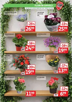 Ofertele Auchan valabile de la 22.04.2026 | Pagină: 27 | Produse: Ghiveci