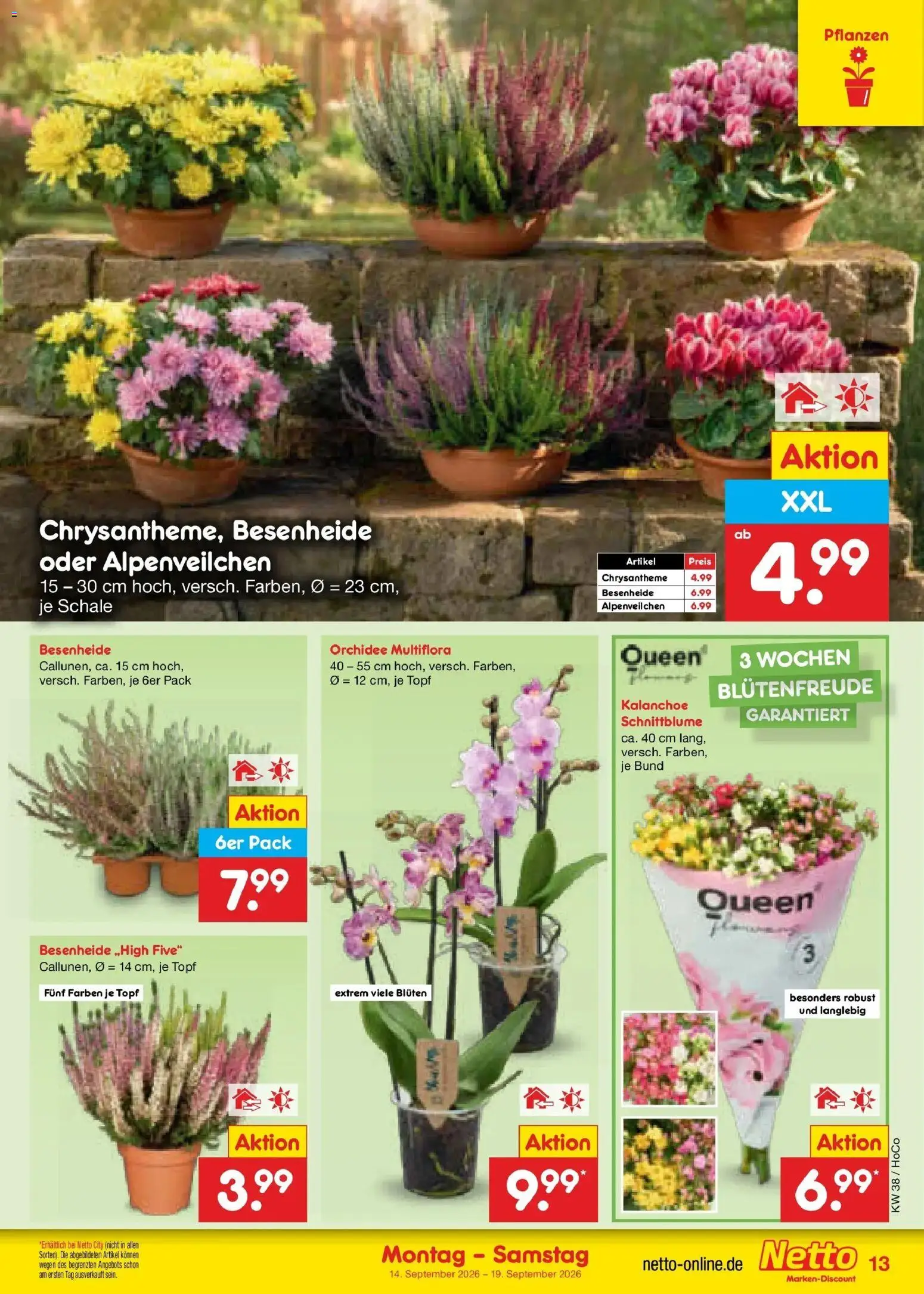 Netto Marken-Discount Prospekt Hannover – gültig ab 14.09.2026 | Seite: 19 | Produkte: Orchidee