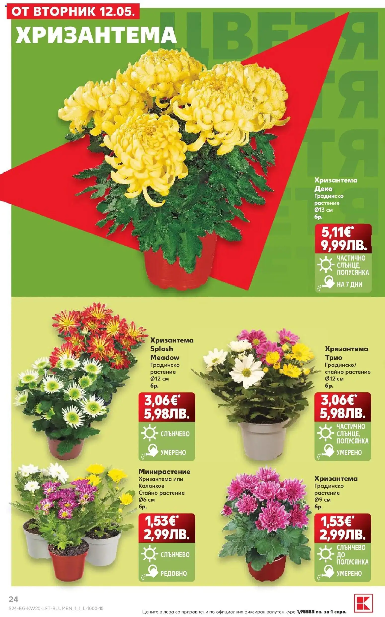 {H1} | Страница: 24 | Продукти: Хризантема