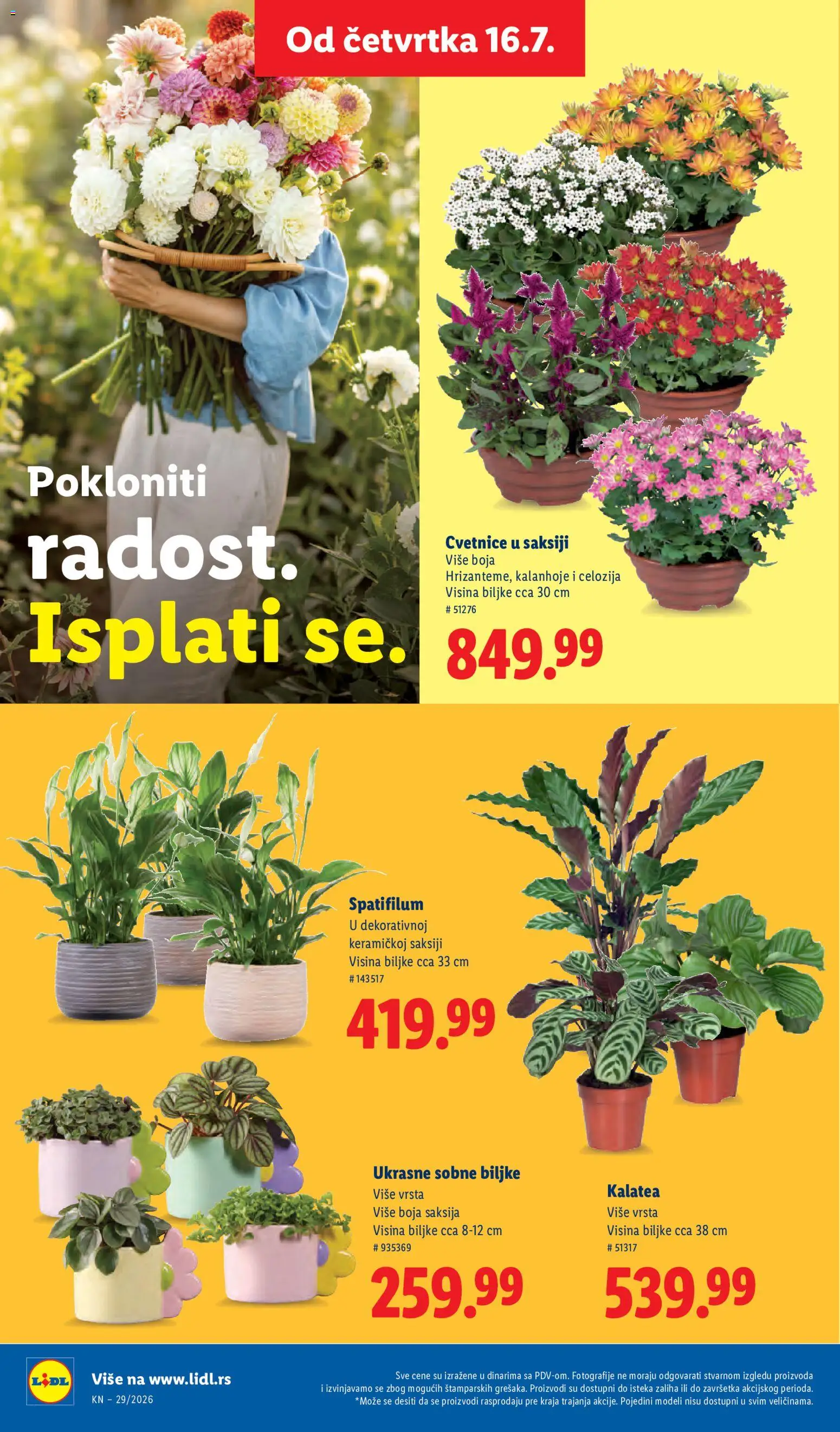 Lidl katalog - važi od 16.07.2026 | Strana: 74 | Proizvode: Saksija, Sobne biljke