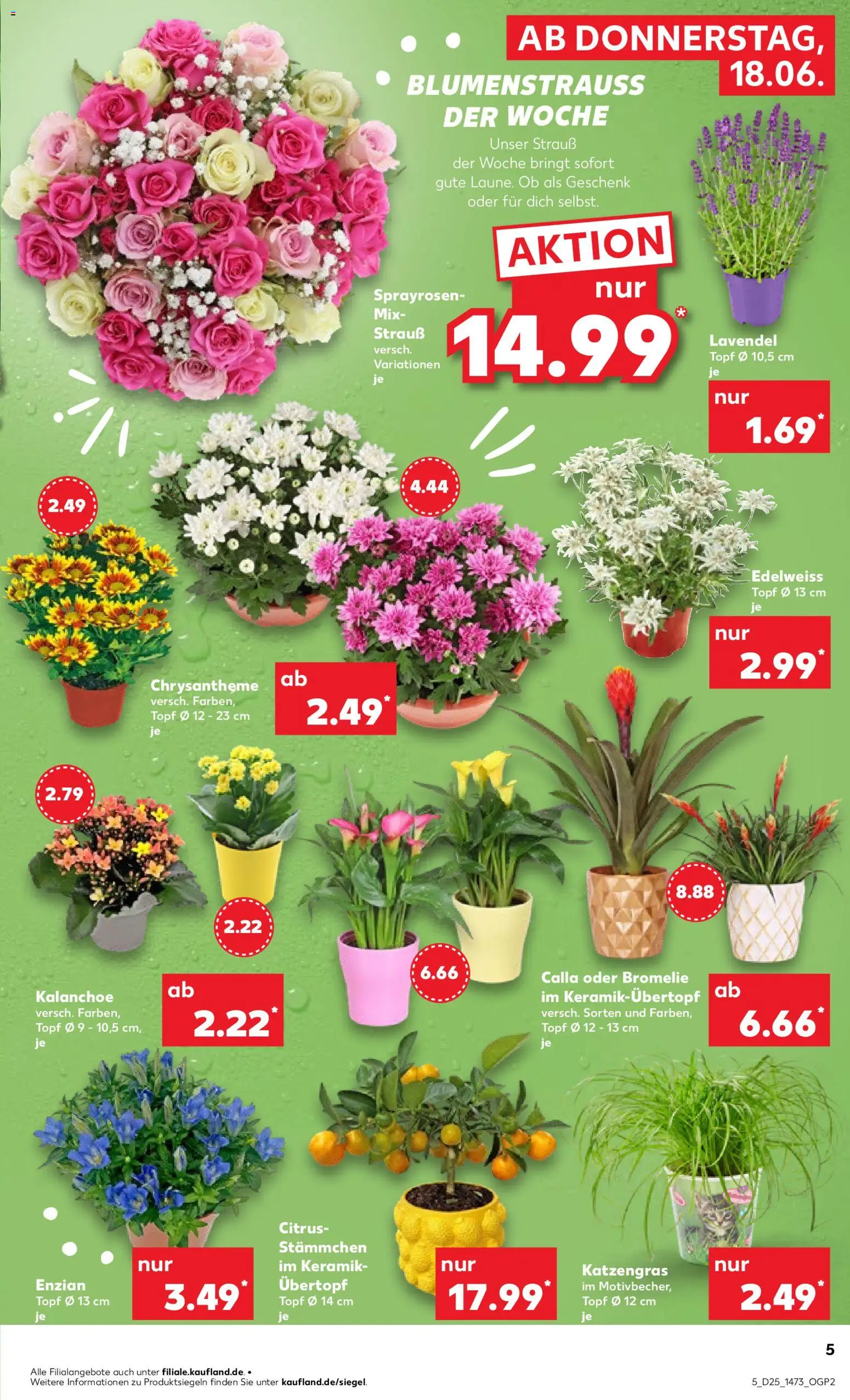 Kaufland Prospekt Berlin – gültig ab 18.06.2026 | Seite: 5 | Produkte: Lavendel