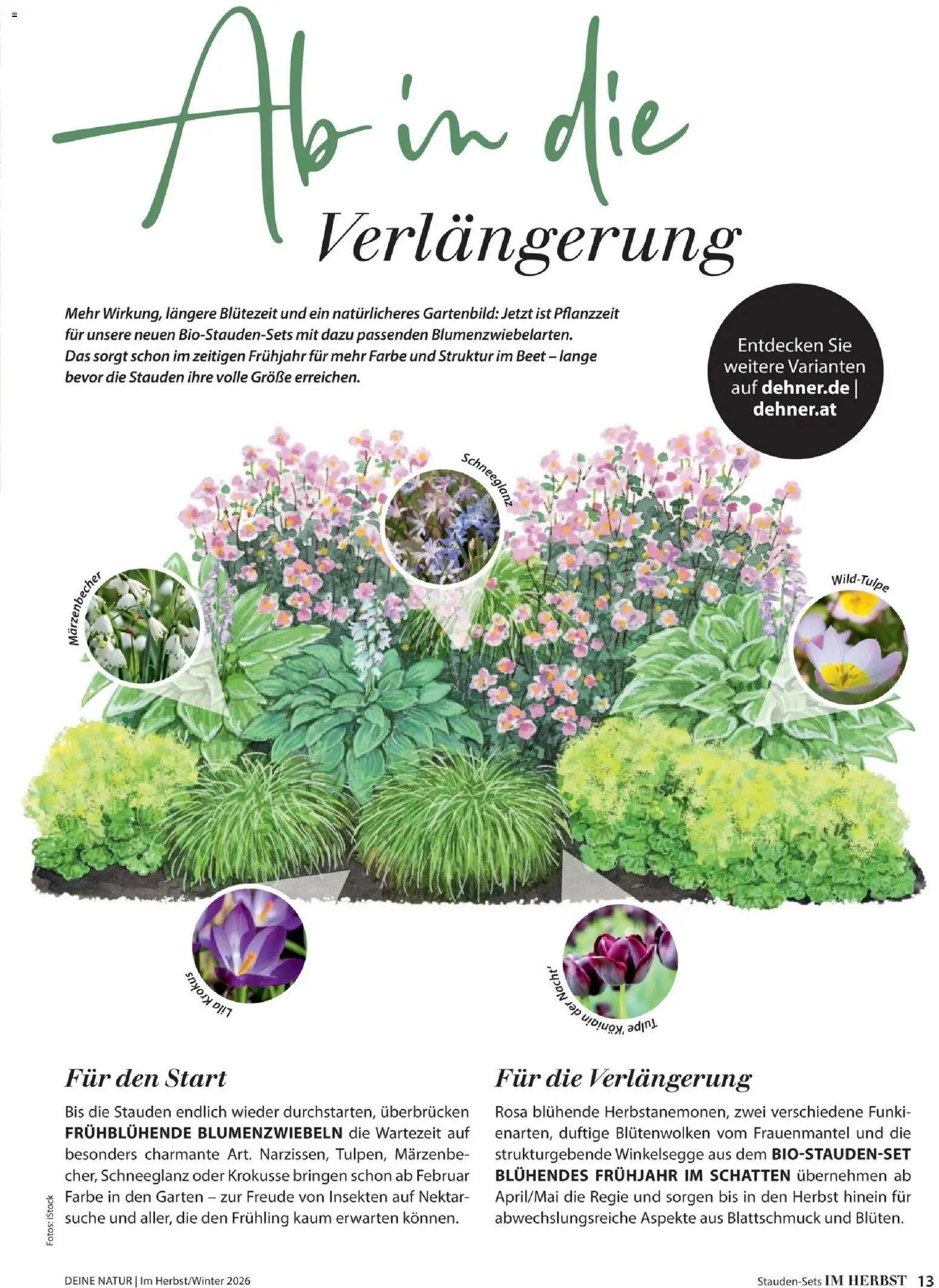 Dehner Prospekt – gültig ab 09.10.2026 | Seite: 13