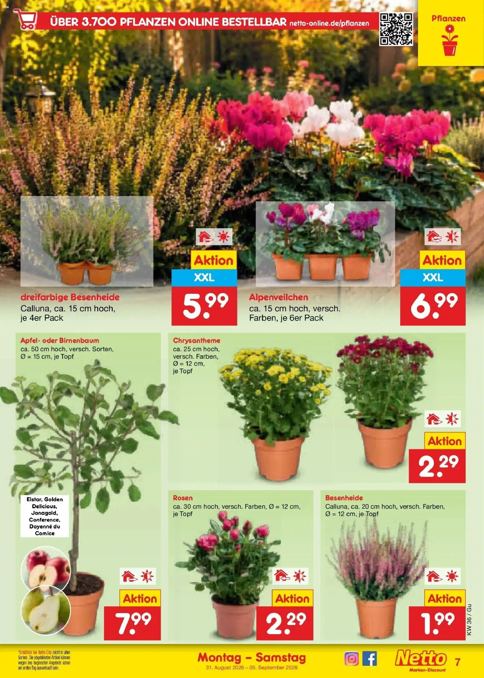 Netto Marken-Discount Prospekt Machern – gültig ab 31.08.2026 | Seite: 9 | Produkte: Äpfel