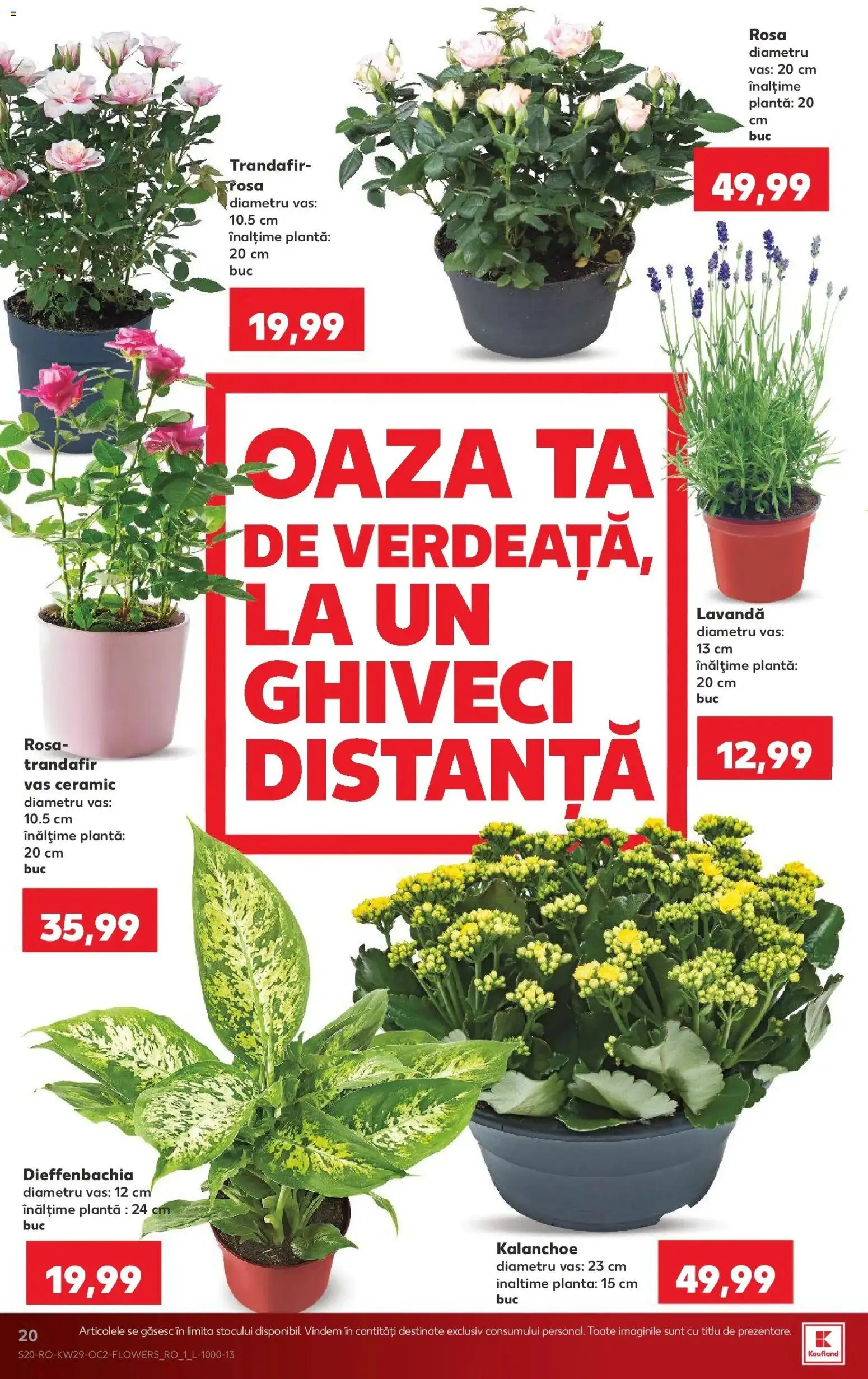 Noul catalog Kaufland – valabil de la 15.07.2026 | Pagină: 20 | Produse: Trandafir, Ghiveci