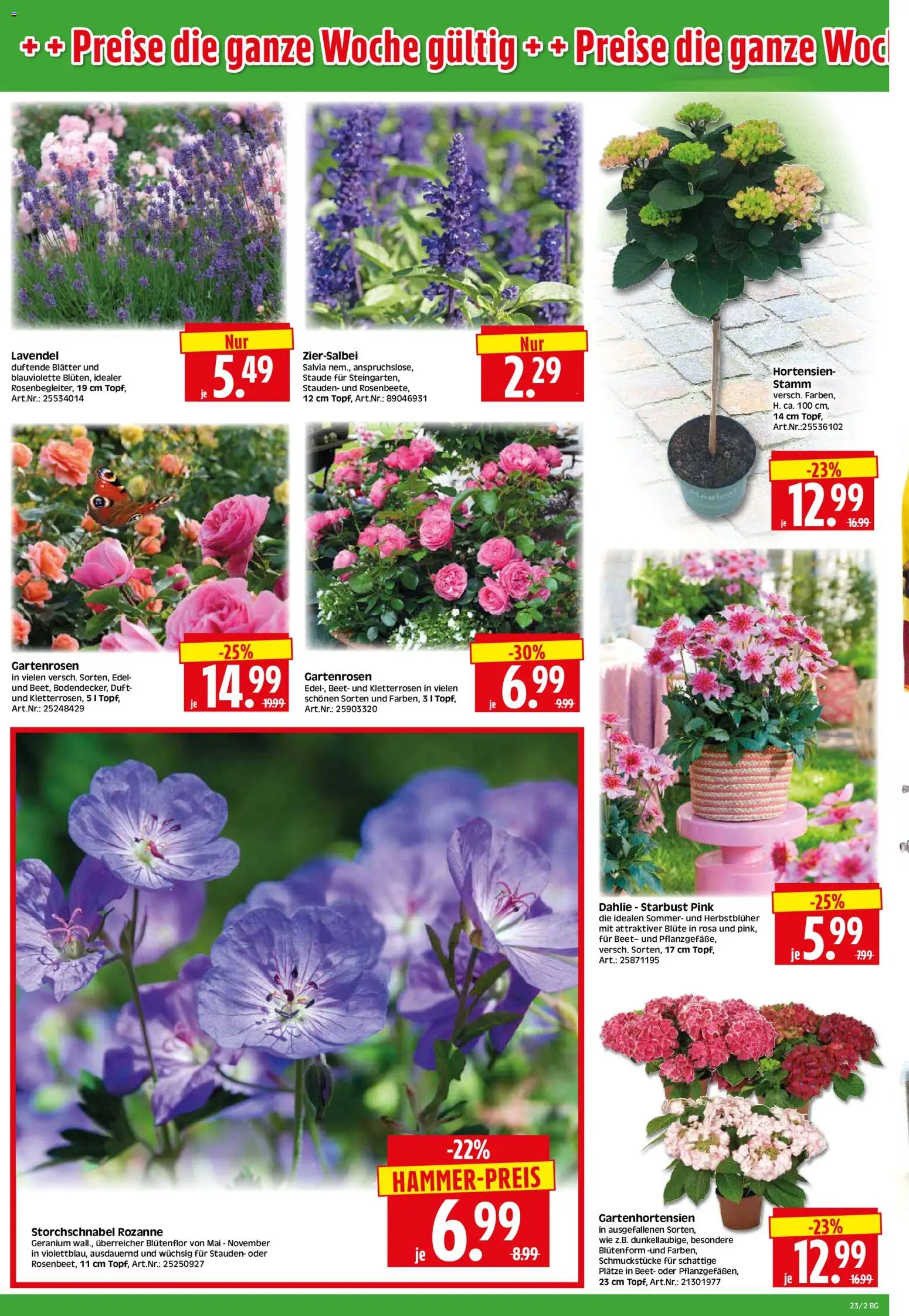 HERKULES Bau & Garten – gültig ab 01.06.2026 | Seite: 2 | Produkte: Duft, Lavendel