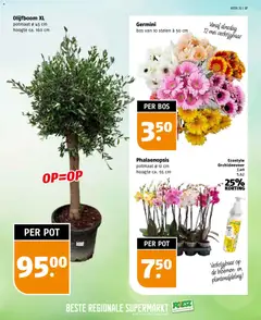 Poiesz folder - Voorbeeld van een folder van Poiesz, geldig van 10.05.2026 | Pagina: 37 | Producten: Pot, Bloemen