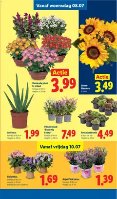 Bloeiende plant in schaal, Potmaat: Ø 23 cm, Hoogte: ca. 32 cm - Voorbeeld van een folder van Lidl, geldig van 06-07-2026 | Pagina: 20