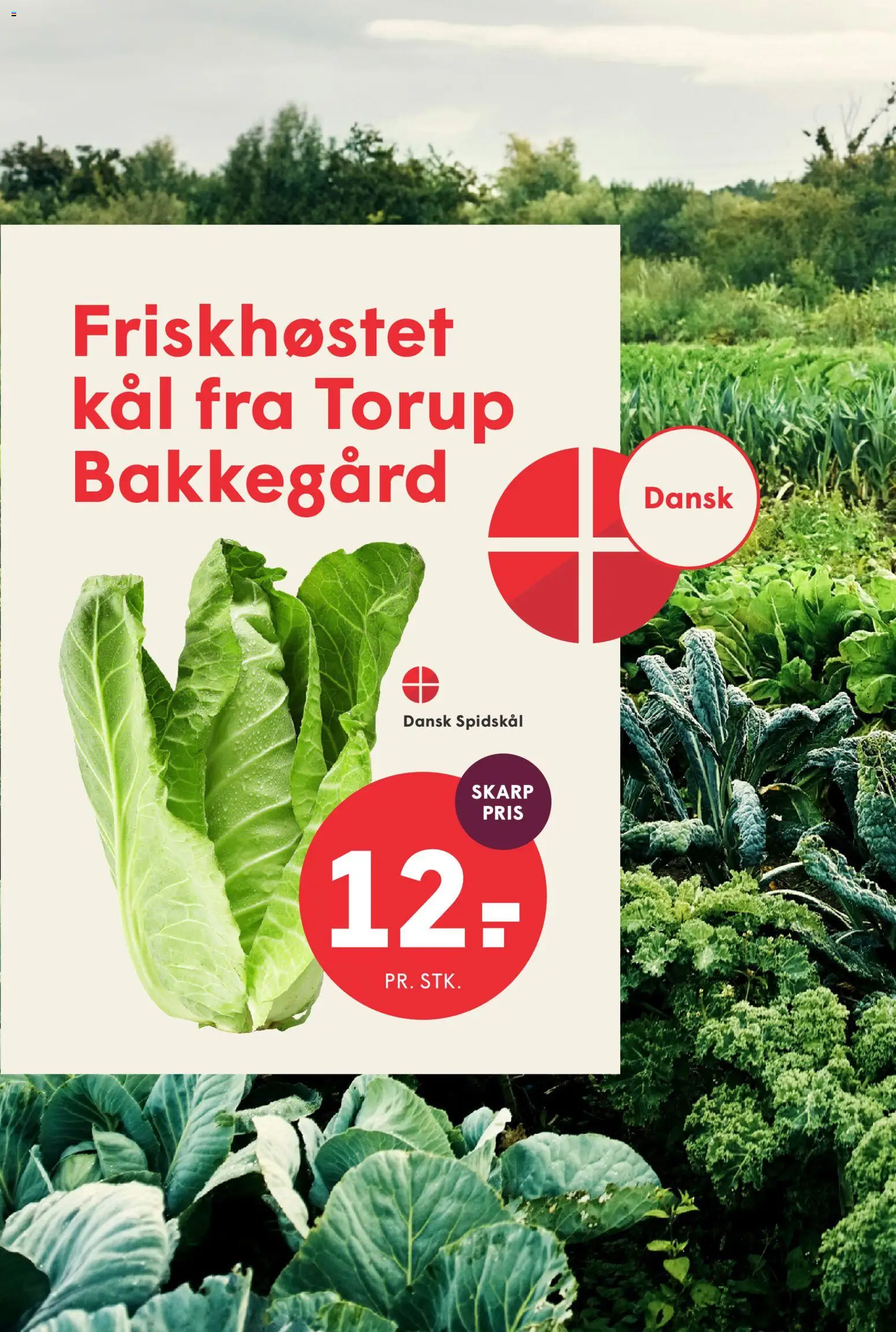 Spar tilbudsavis – gyldig fra 11/09/2026 | Side: 10 | Produkter: Spidskål