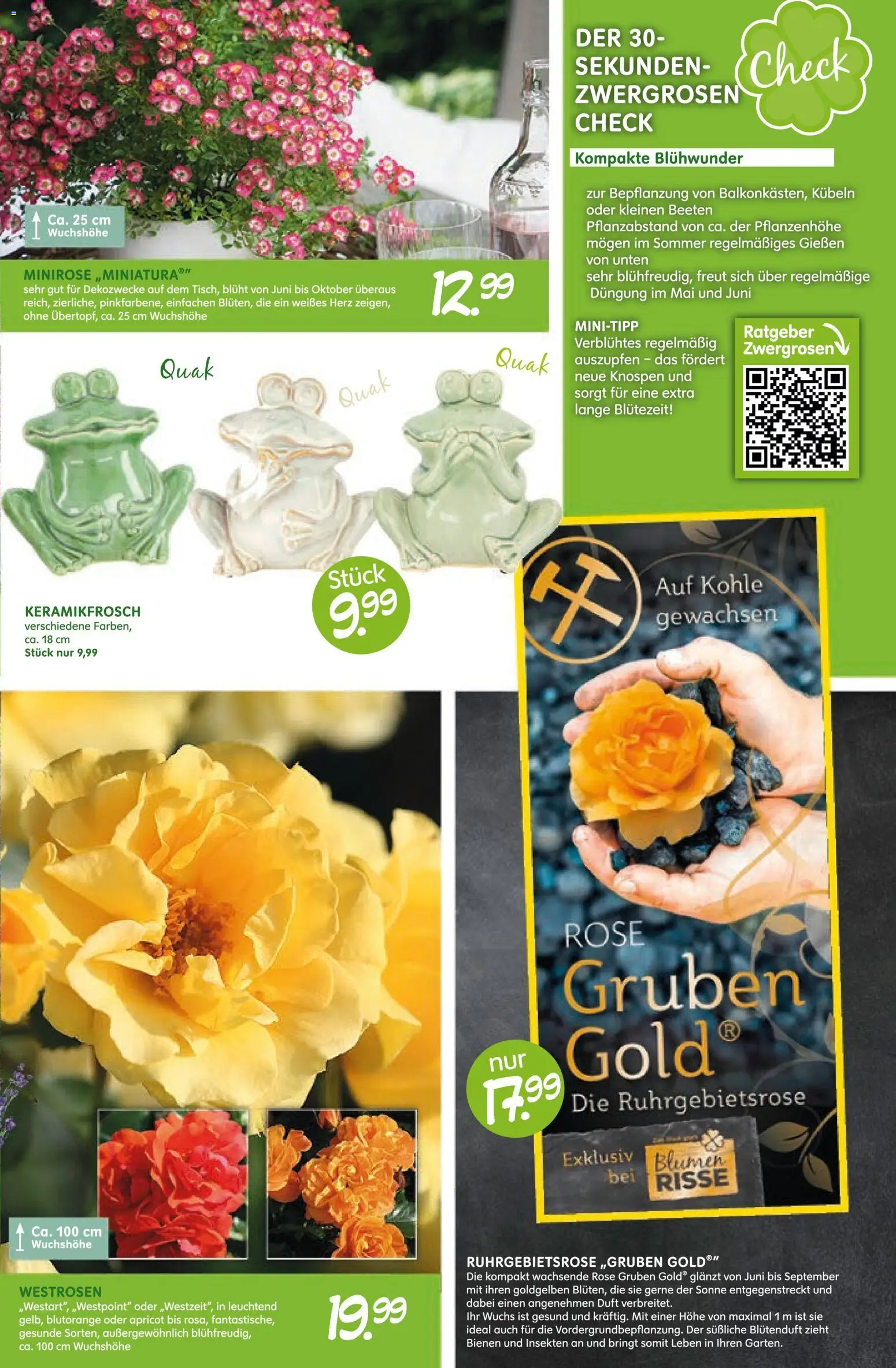 Blumen Risse Blütenglück – gültig ab 28.05.2026 | Seite: 5 | Produkte: Blumen, Duft