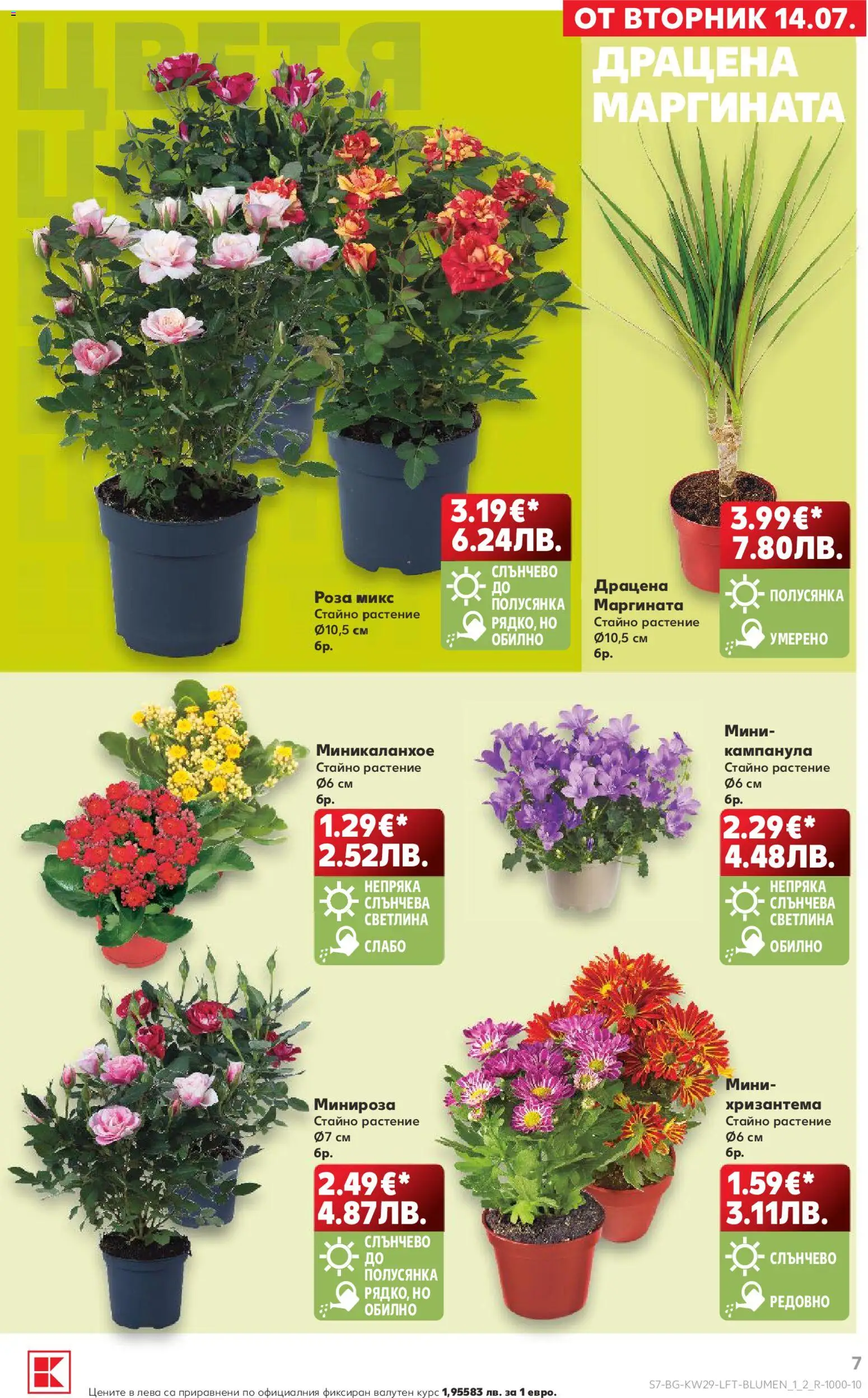 {H1} | Страница: 7 | Продукти: Хризантема, Роза