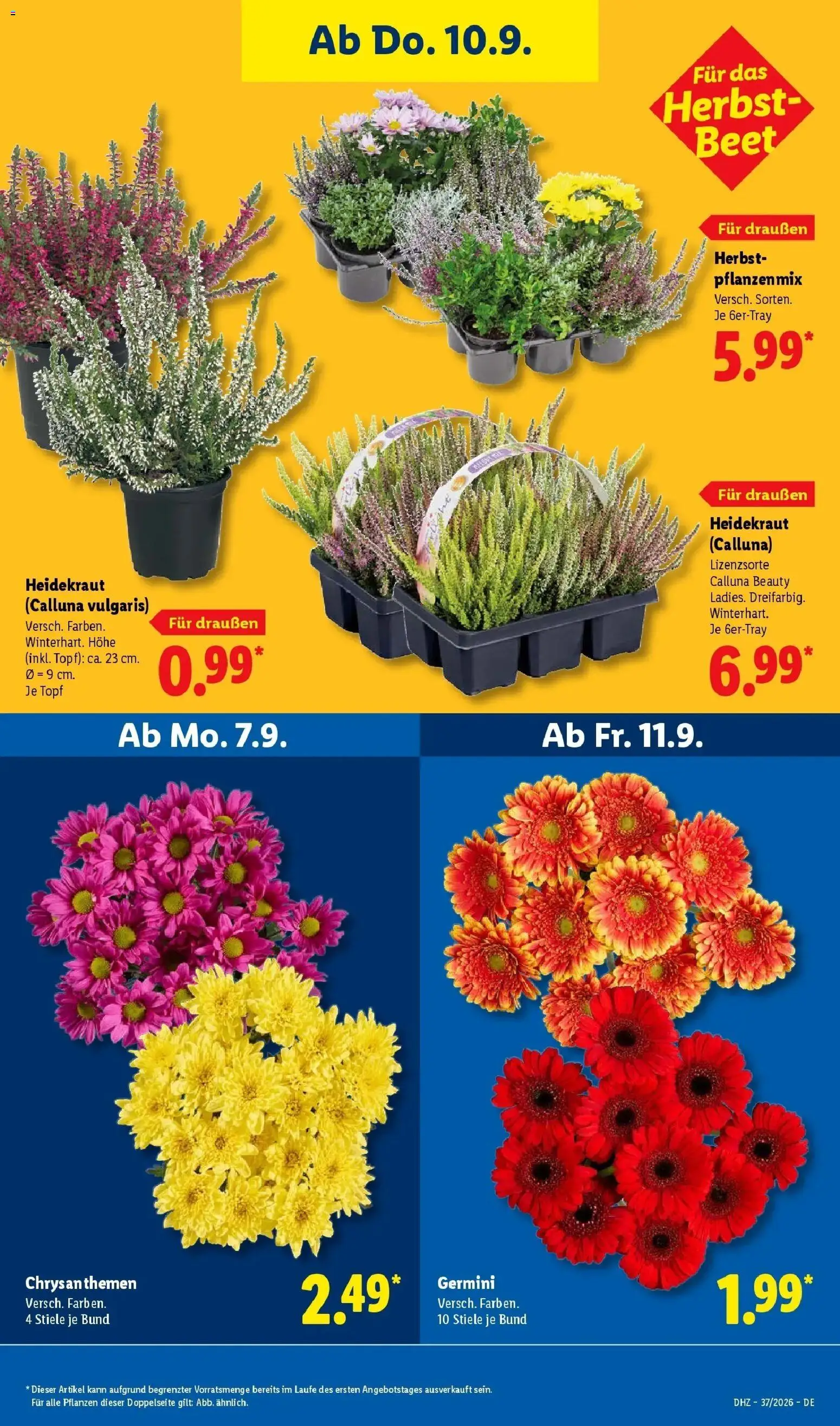 Lidl Prospekt Düsseldorf (ab 07.09.2026) zum Blättern » Angebote | Seite: 31