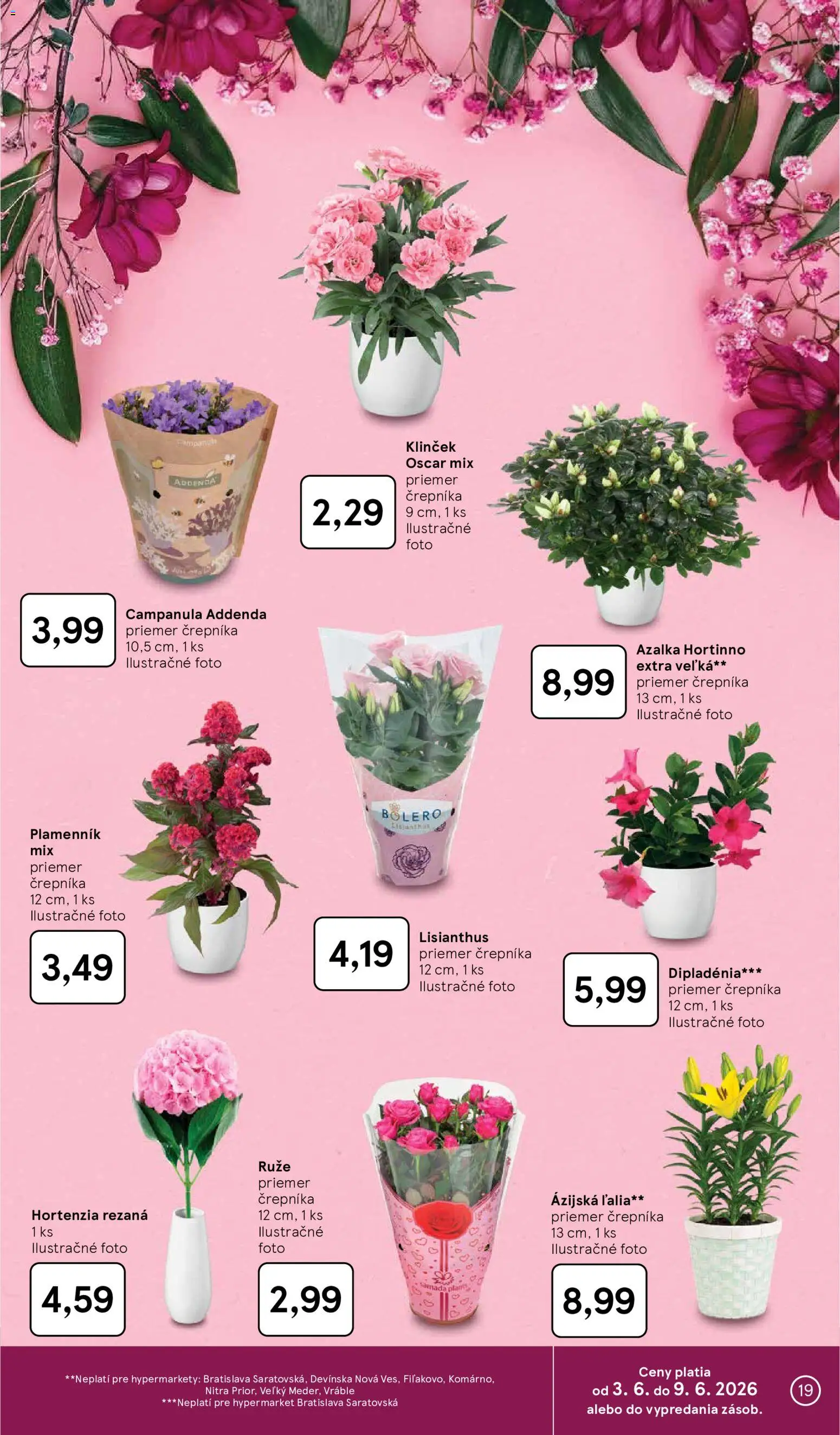 Nové Tesco akcie – leták je platný od 03.06.2026 | Strana: 19 | Produkty: Ruže