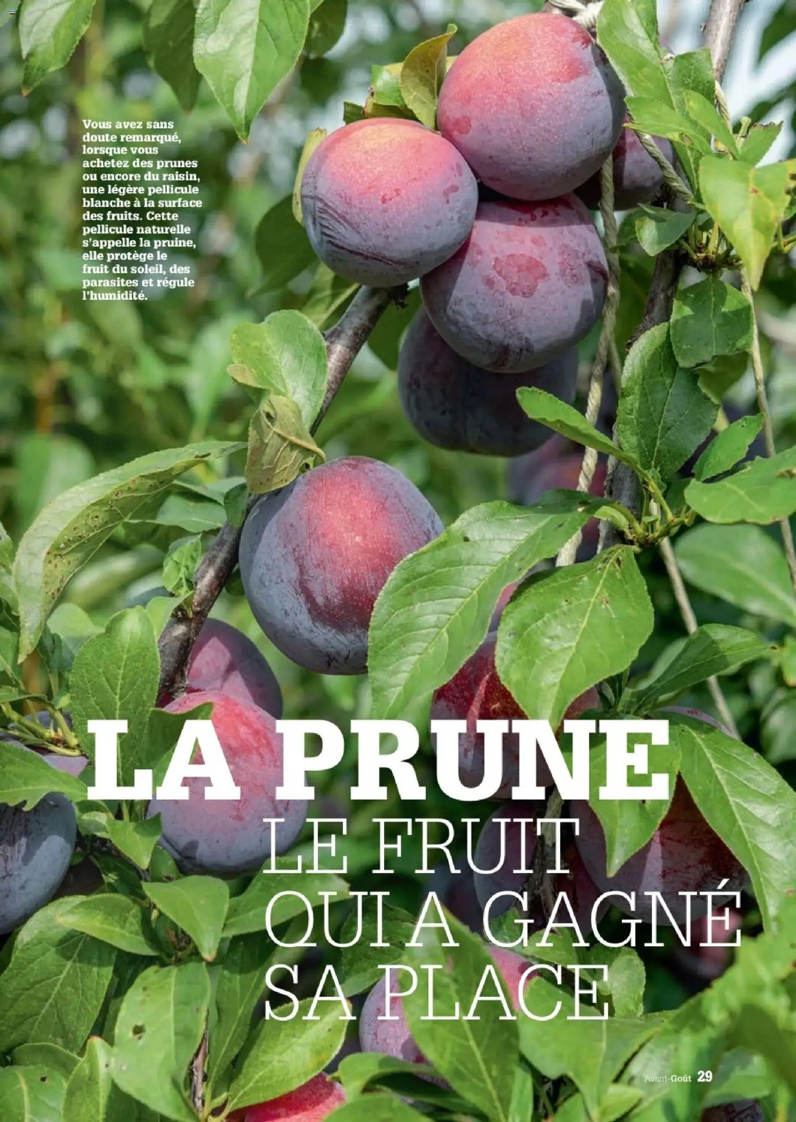 {H1} | Page: 29 | Produits: Prune, Prunes