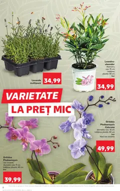 Ofertele Kaufland valabile de la 24.06.2026 | Pagină: 8 | Produse: Orhidee