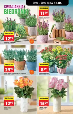 Pogląd oferty "Kalanchoe Queen*, Potted flowering plants with small, colorful blooms, pot diameter 10.5 cm." - ważna od 03.06.2026 | Strona: 69 | Produkty: Doniczki, Kalanchoe