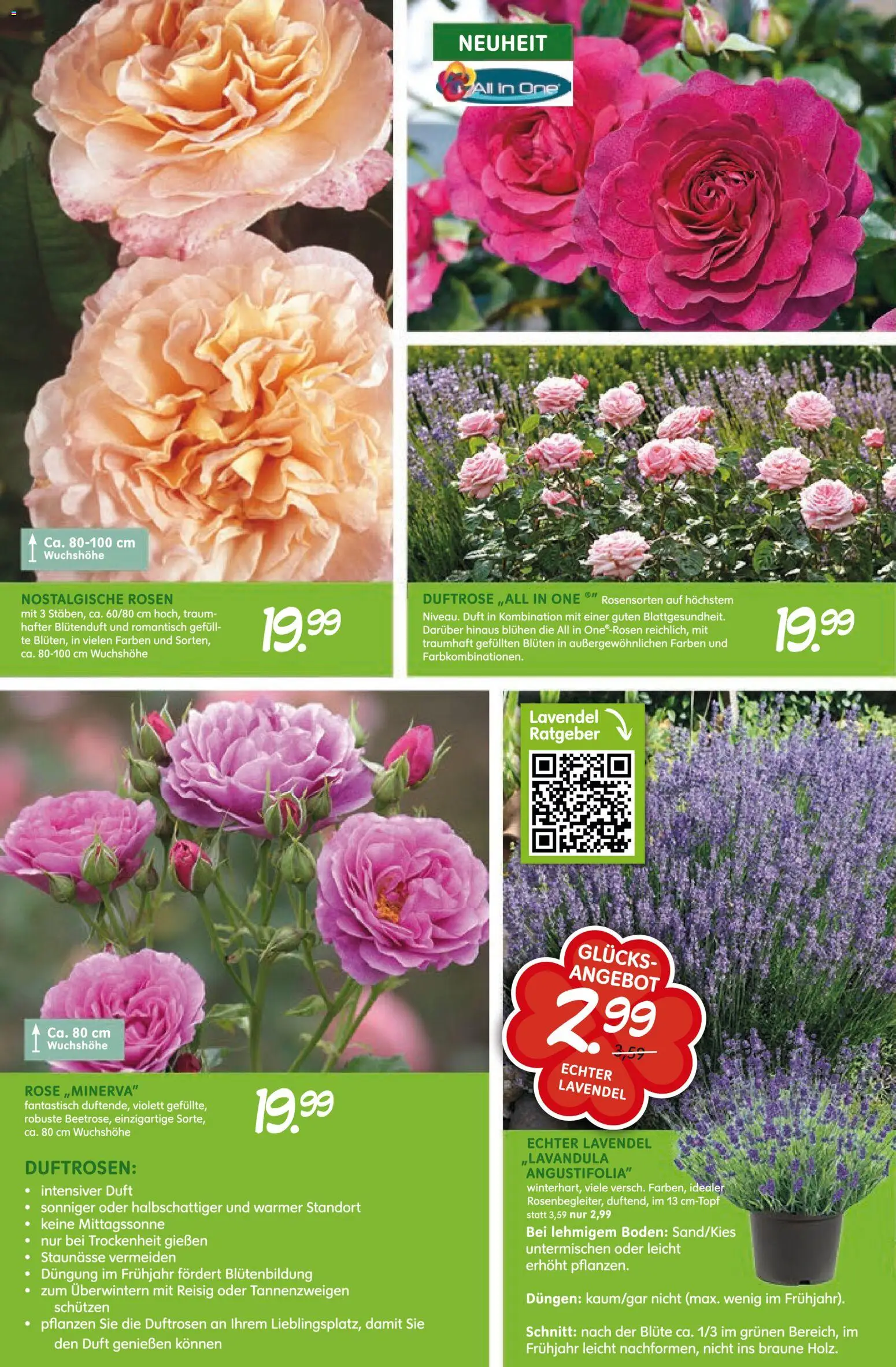 Blumen Risse Blütenglück – gültig ab 28.05.2026 | Seite: 4 | Produkte: Duft, Lavendel