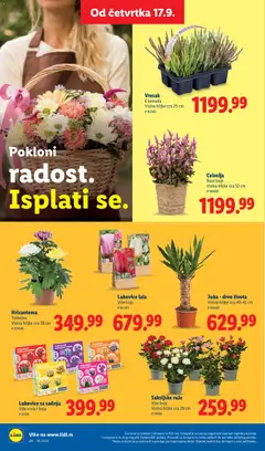 Lidl katalog - pregled Lidl kataloga - važi od 17.09.2026 | Strana: 58 | Proizvode: Hrizantema, Ruze