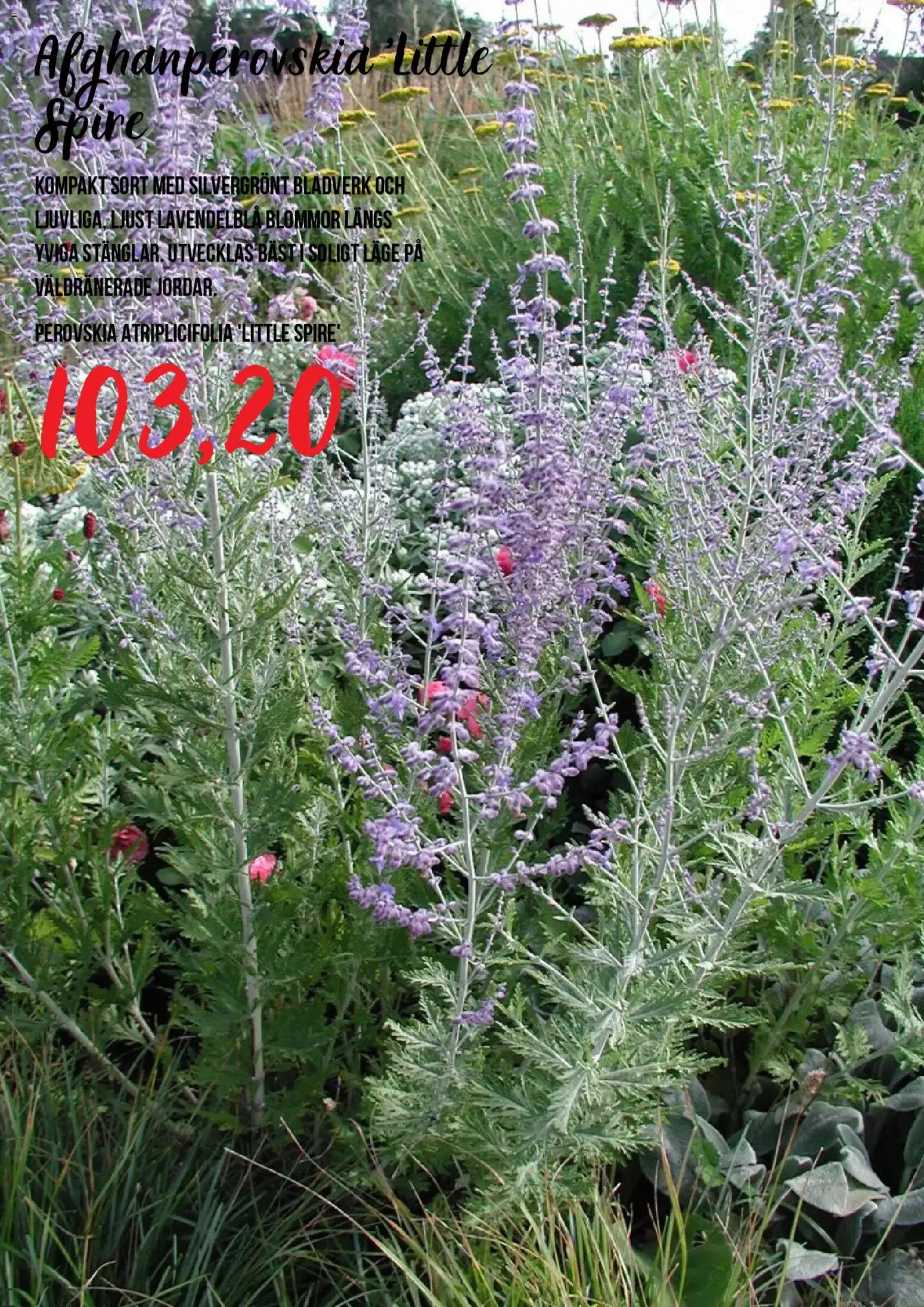 Blomsterlandet reklamblad aktuell från 15/07/2026 | Sida: 2
