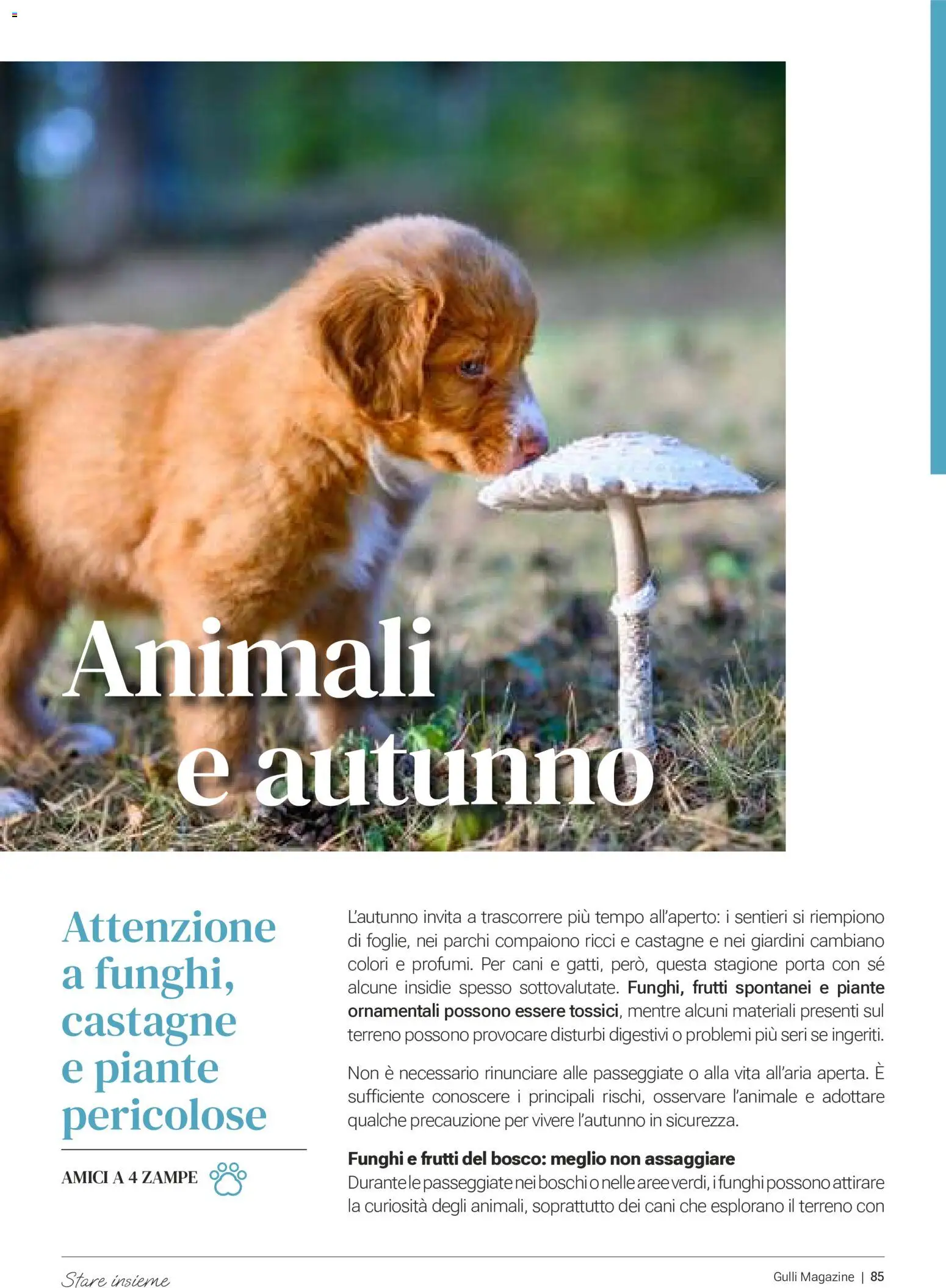 Volantino Gulliver del 01/10/2026 | Pagina: 85 | Prodotti: Porta, Funghi
