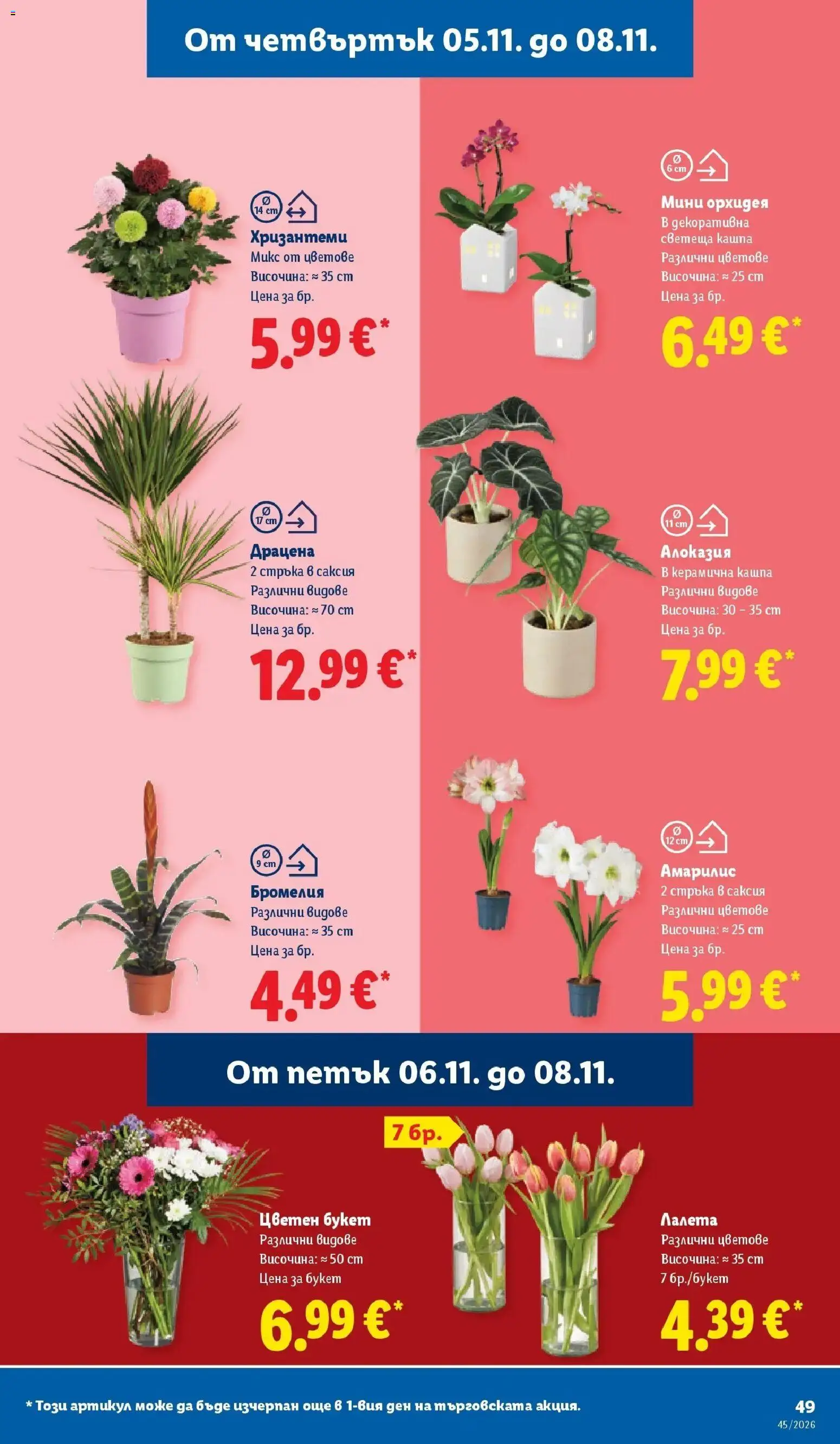 Лидл брошура XXL предложения от 02.11.2026 | Страница: 49 | Продукти: Лалета, Кашпа, Орхидея, Саксия