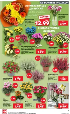 Kaufland Prospekt ab 24.09.2026 gültig | Seite: 9 | Produkte: Orchidee, Vase