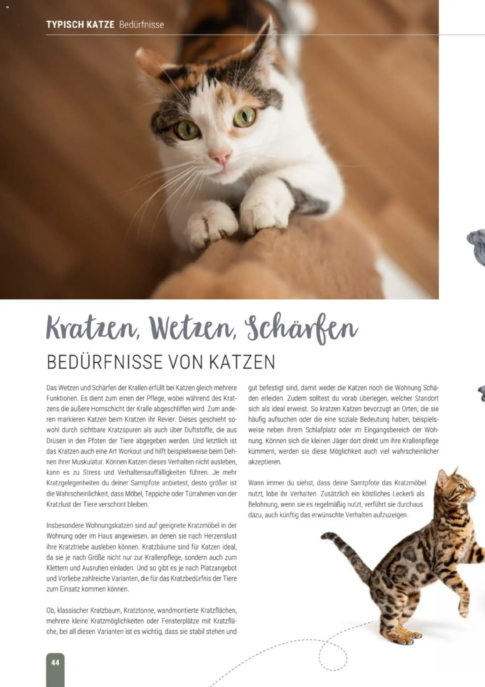 zookauf Themenkatalog Katze – gültig ab 01.10.2026 | Seite: 44
