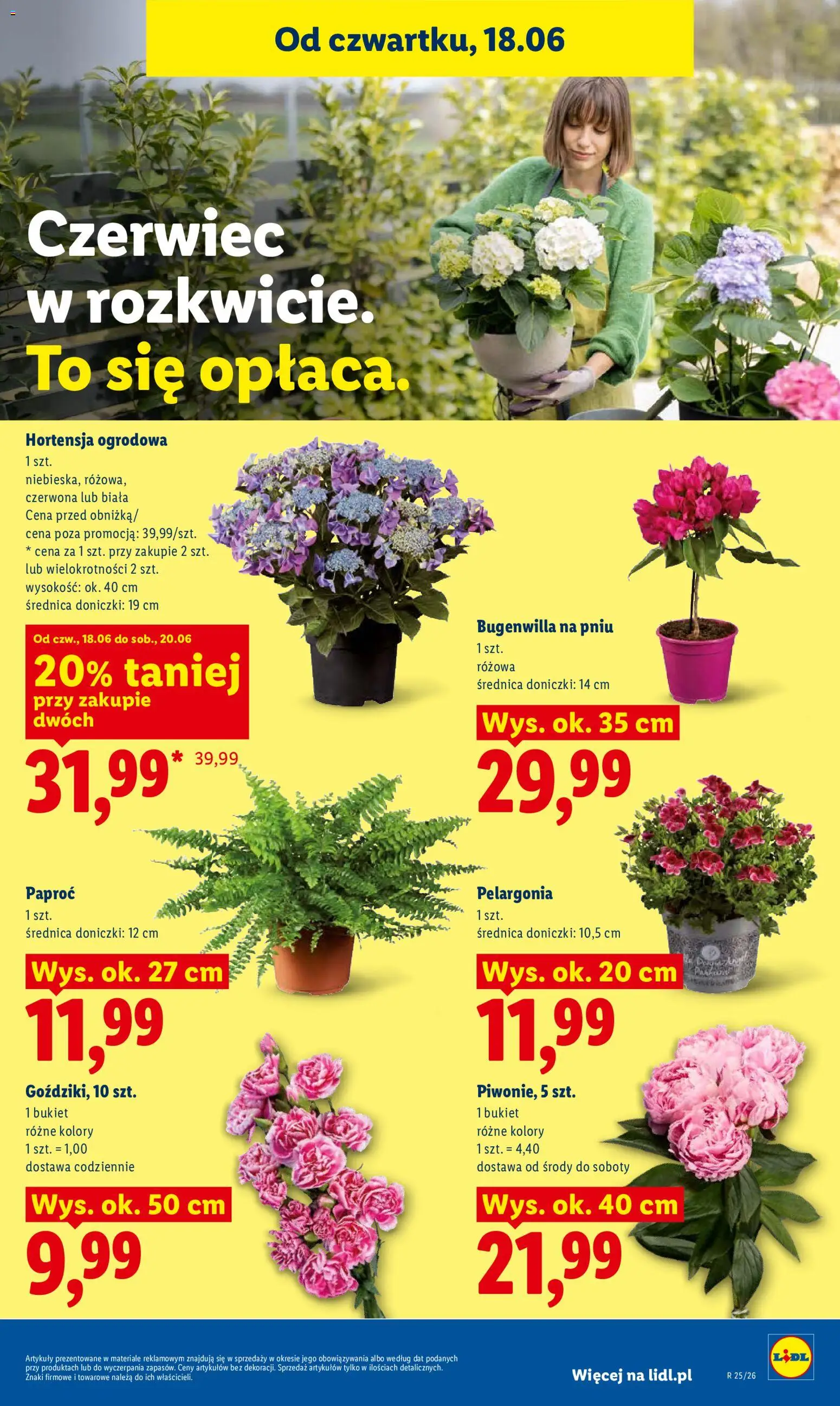 Lidl gazetka od 18.06.2026 | Strona: 79 | Produkty: Paproć, Doniczki